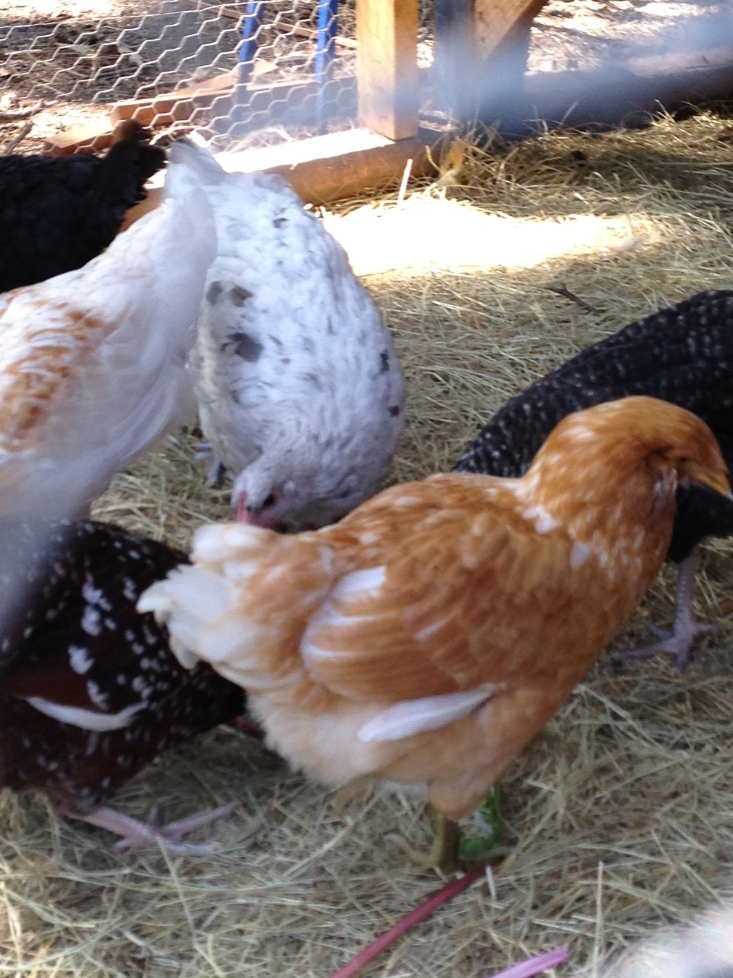 Easter Eggers and Blue Splash Maran