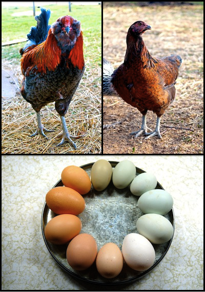 Easter Eggers and eggs!