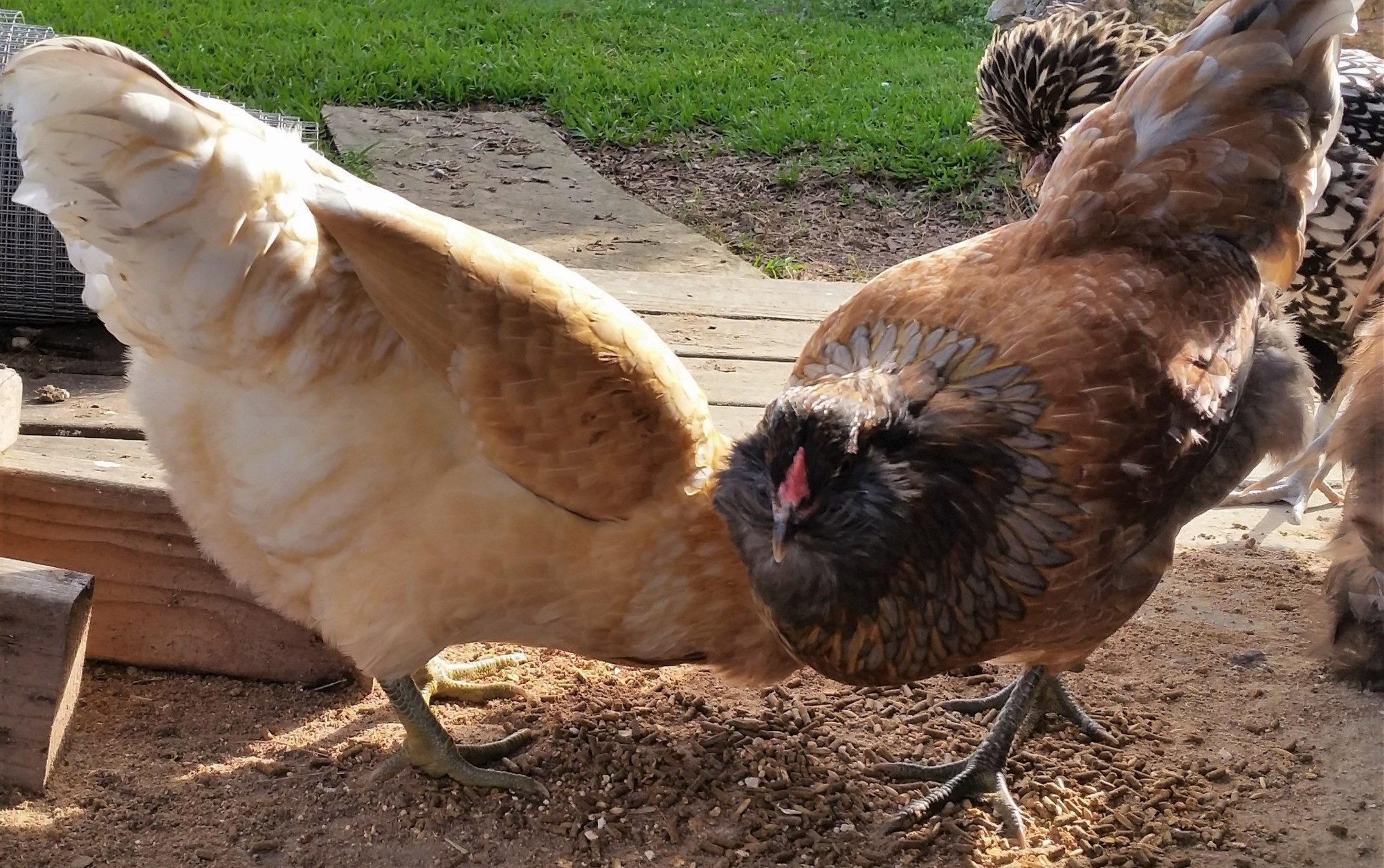 Easter Eggers "Cyndi and Joan" 26 weeks