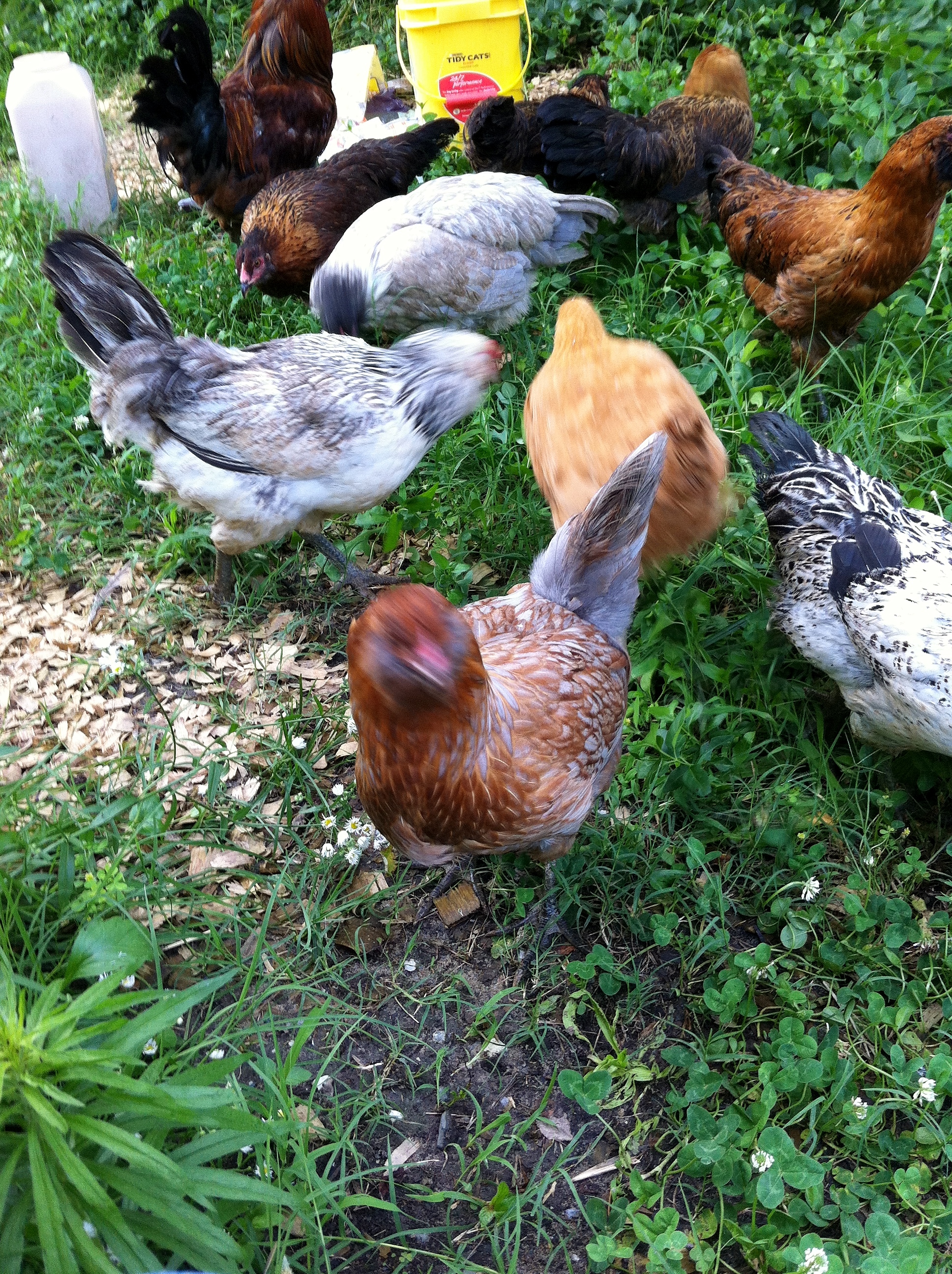 Easter Eggers in my back yard :  very friendly and like attention.