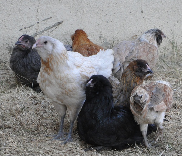 easter eggers/sussex mix