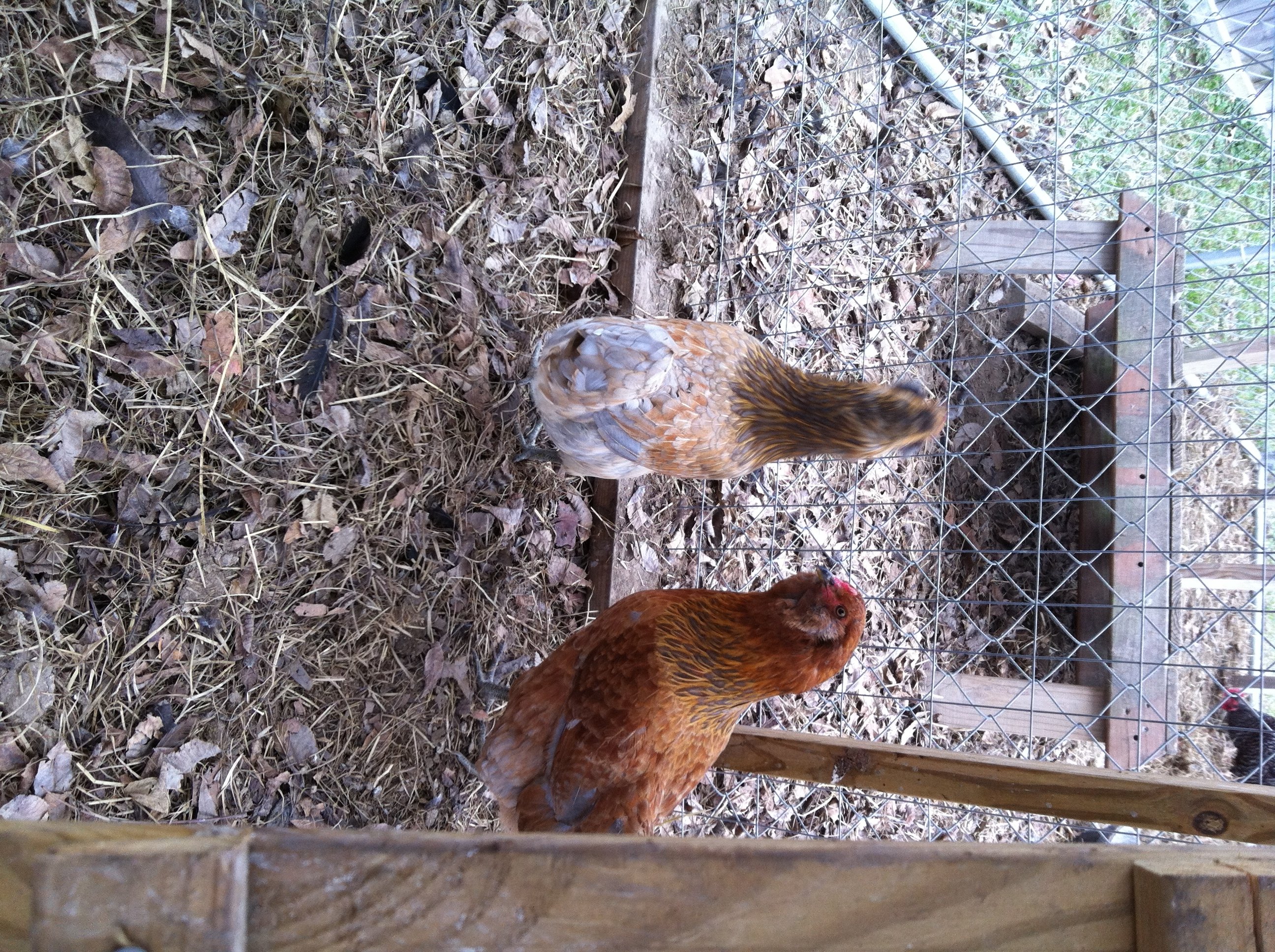 easter eggers