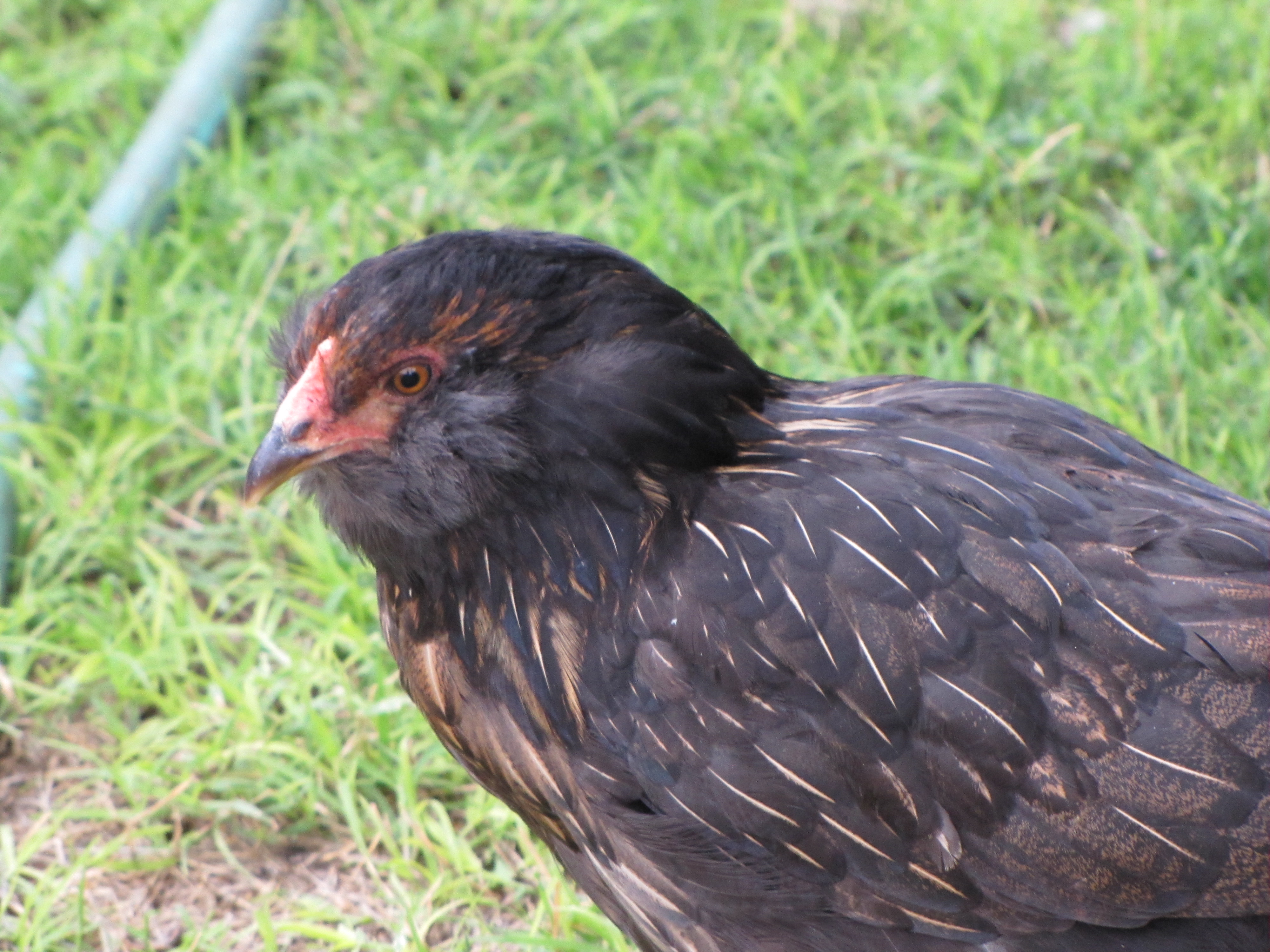 Easter Eggers