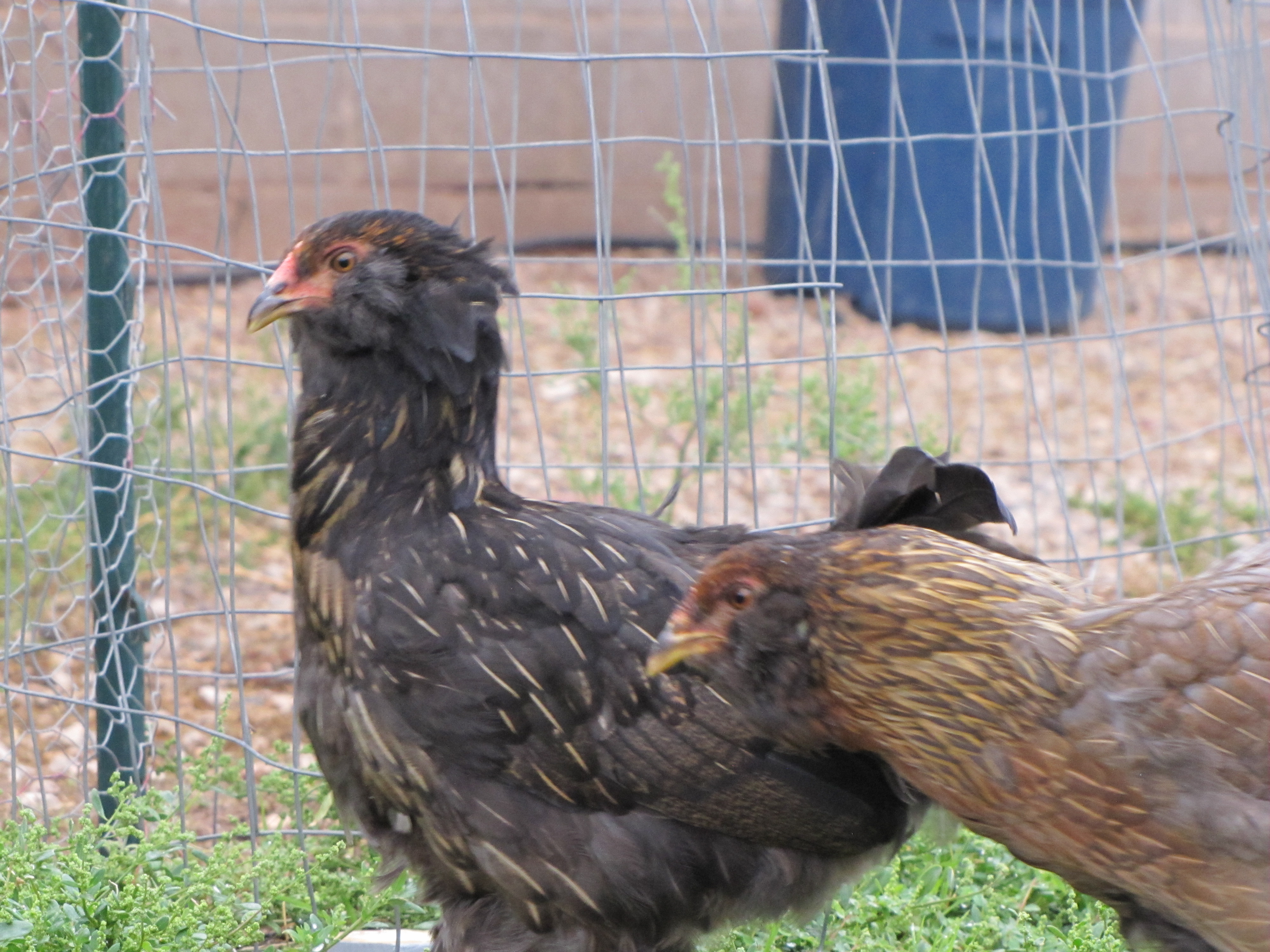 Easter Eggers
