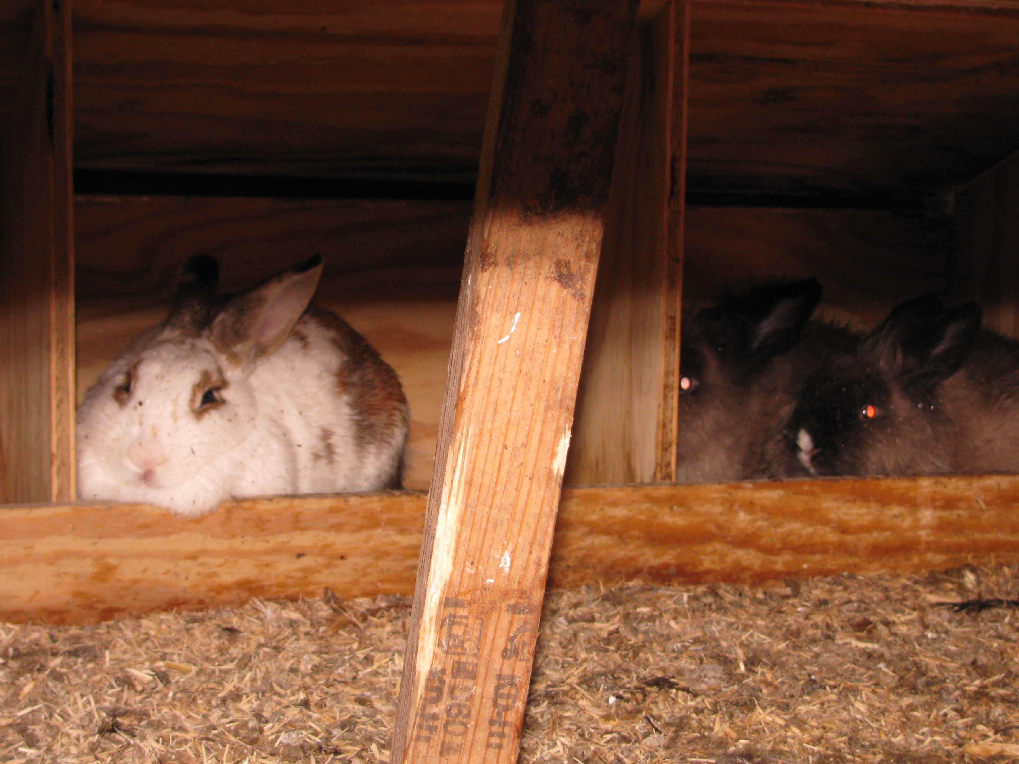 Easter eggs come from these guys.