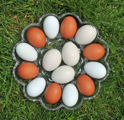 easter eggs no dye!!!