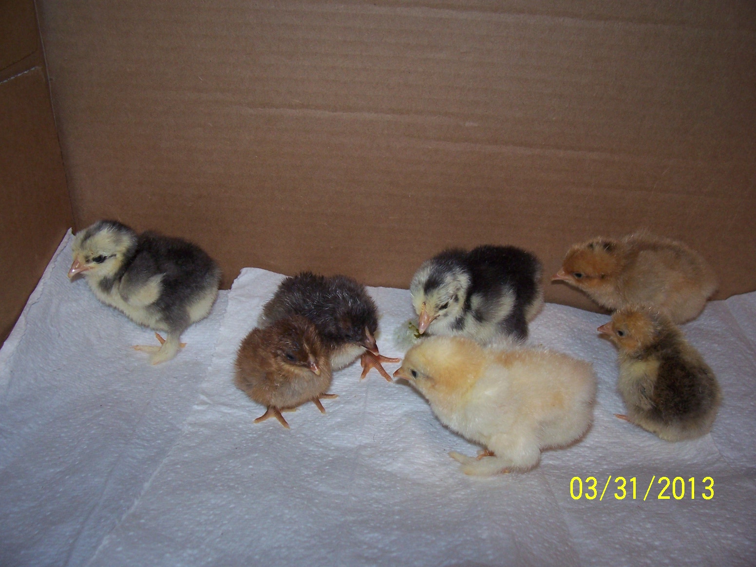 Easter hatch 3.29.13 2 motttled bantam cochins,2 seramas,  2 calico bantam cochins,  1 bantam partridge plymouth rock