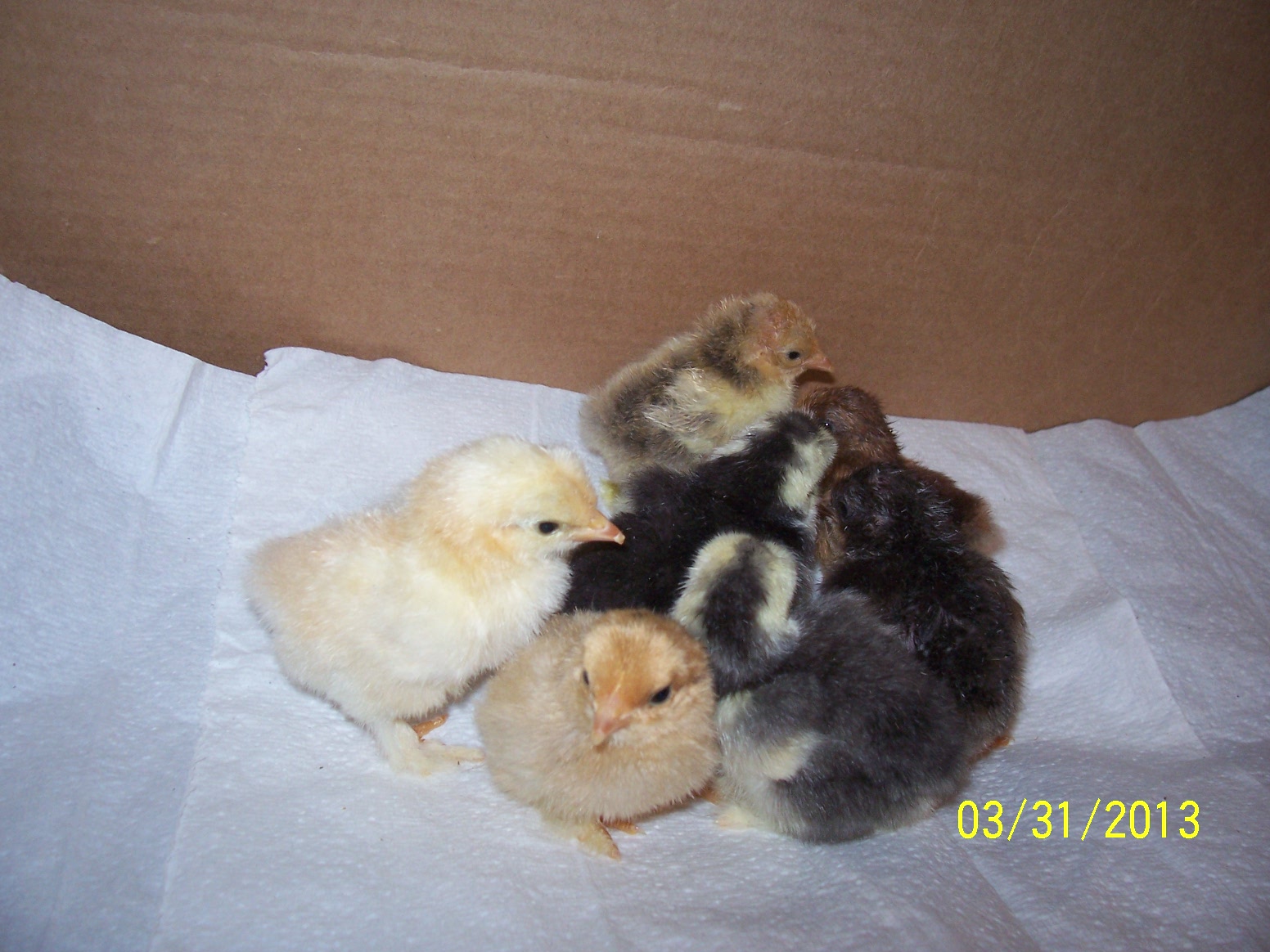 Easter hatch 3.29.13 group shot before dispersing in all directions!