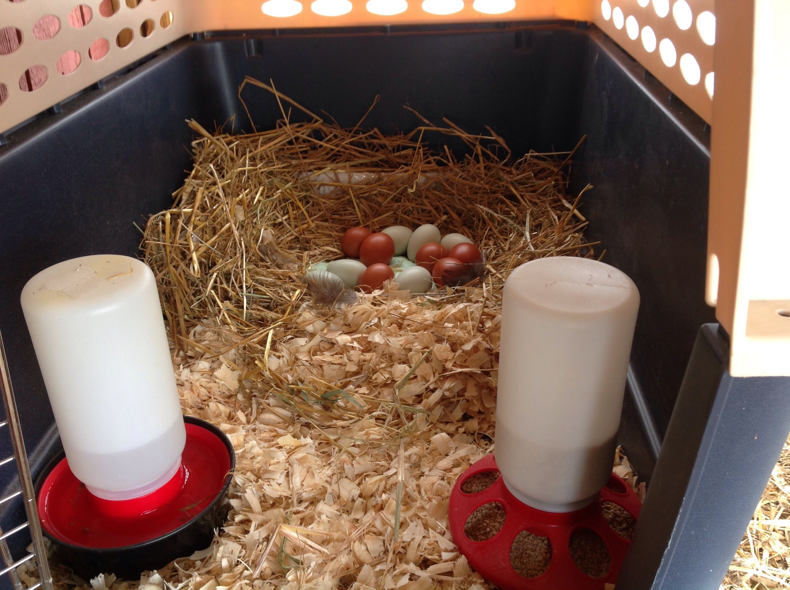 Easter Sunday. 6 eggs from Lela (BCM); 6 eggs from Partridge (EE).  Bigboy (EE) is daddy