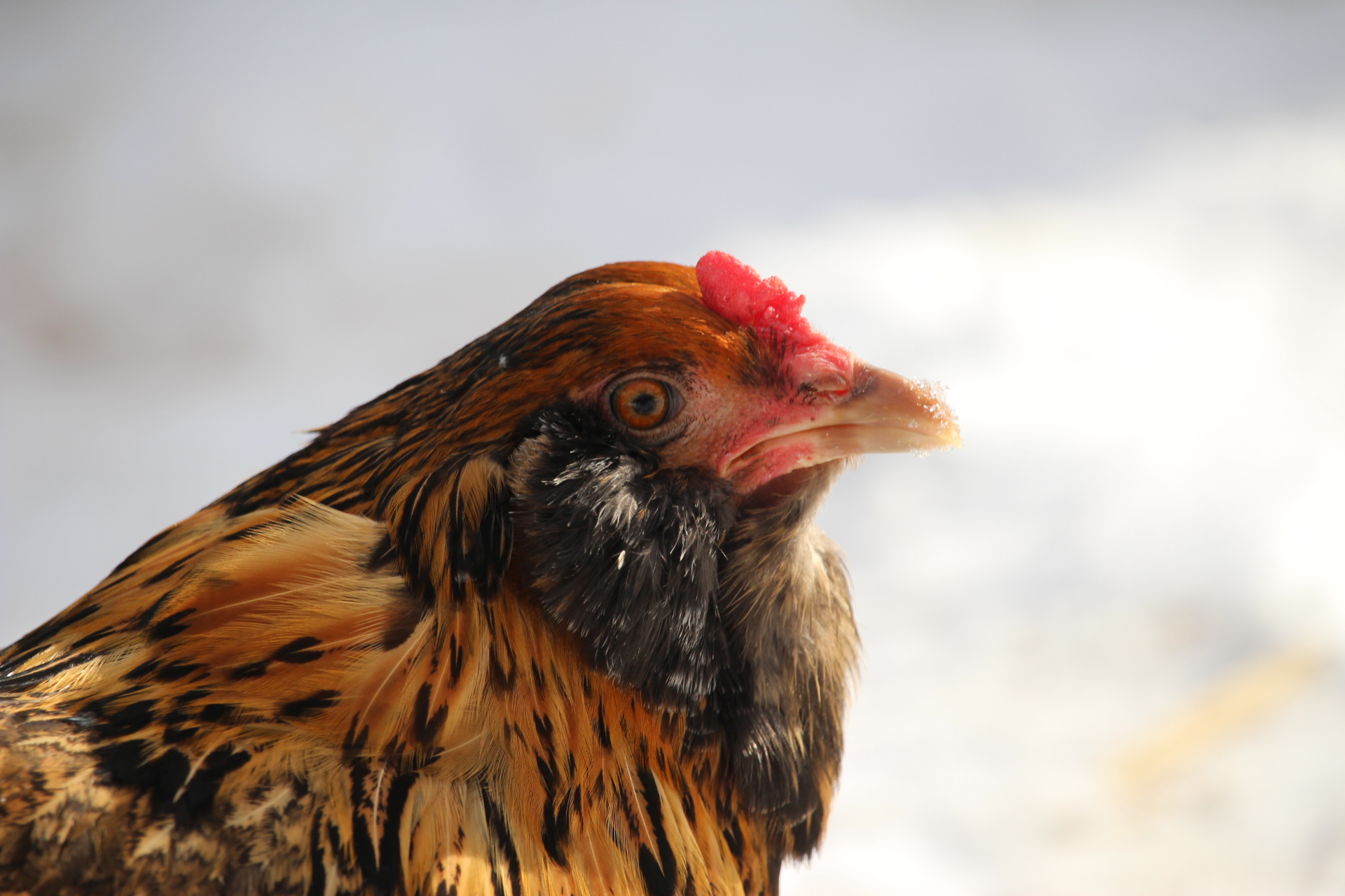 easter_egger_hen_coturnix1.JPG