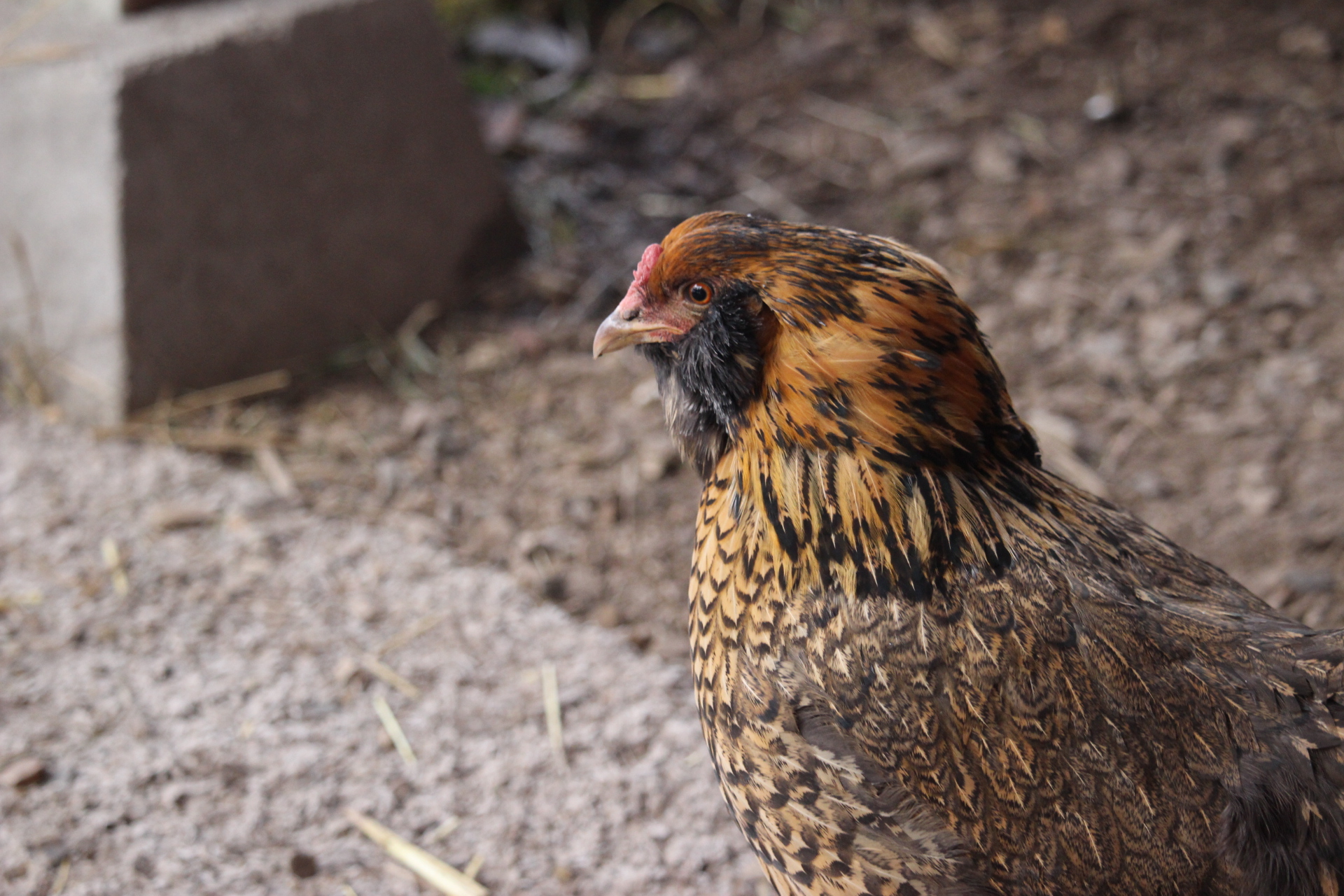 easter_egger_hen_coturnix3.JPG