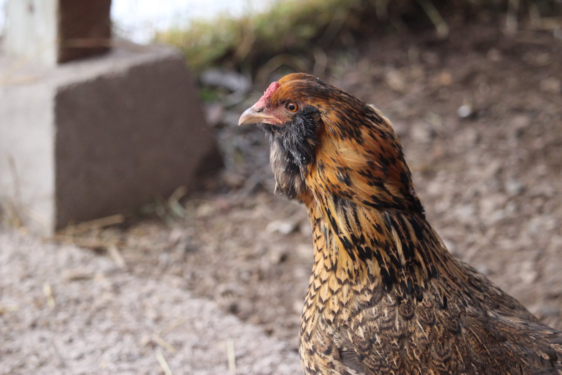 easter_egger_hen_coturnix4.JPG