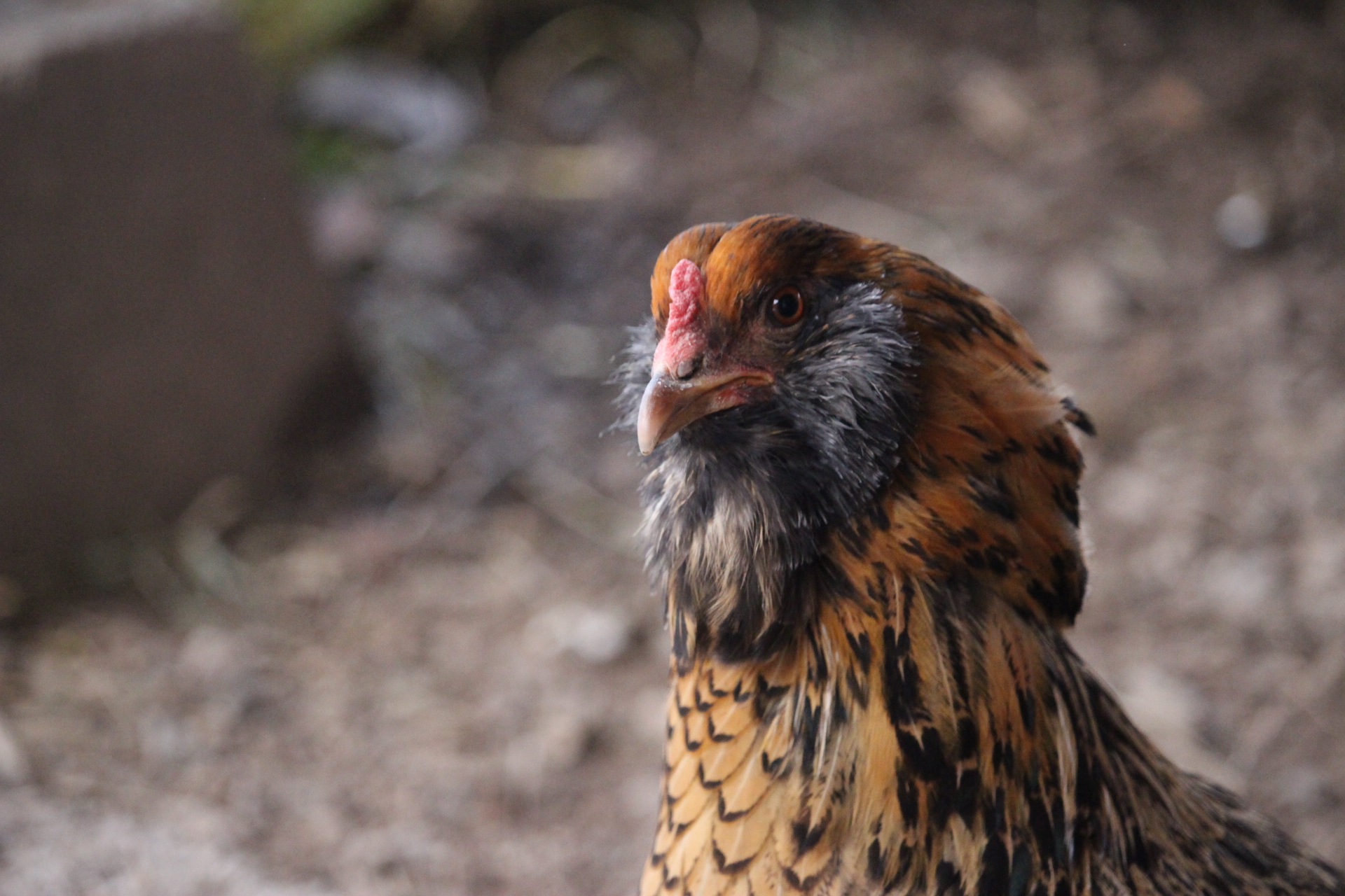 easter_egger_hen_coturnix5.JPG