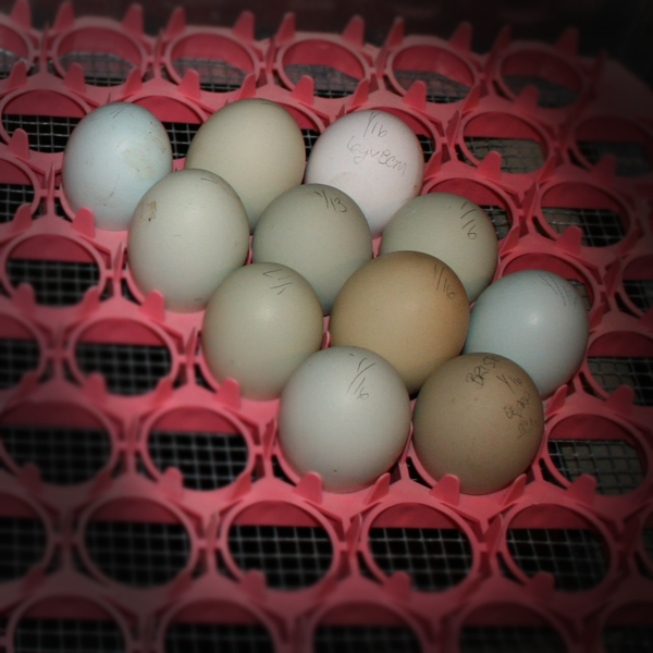 EasterEggers eggs