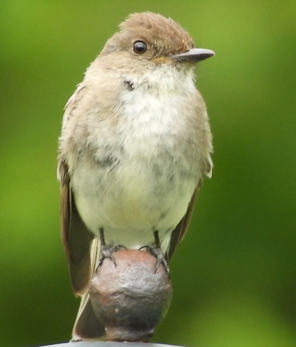 Eastern Phoebe