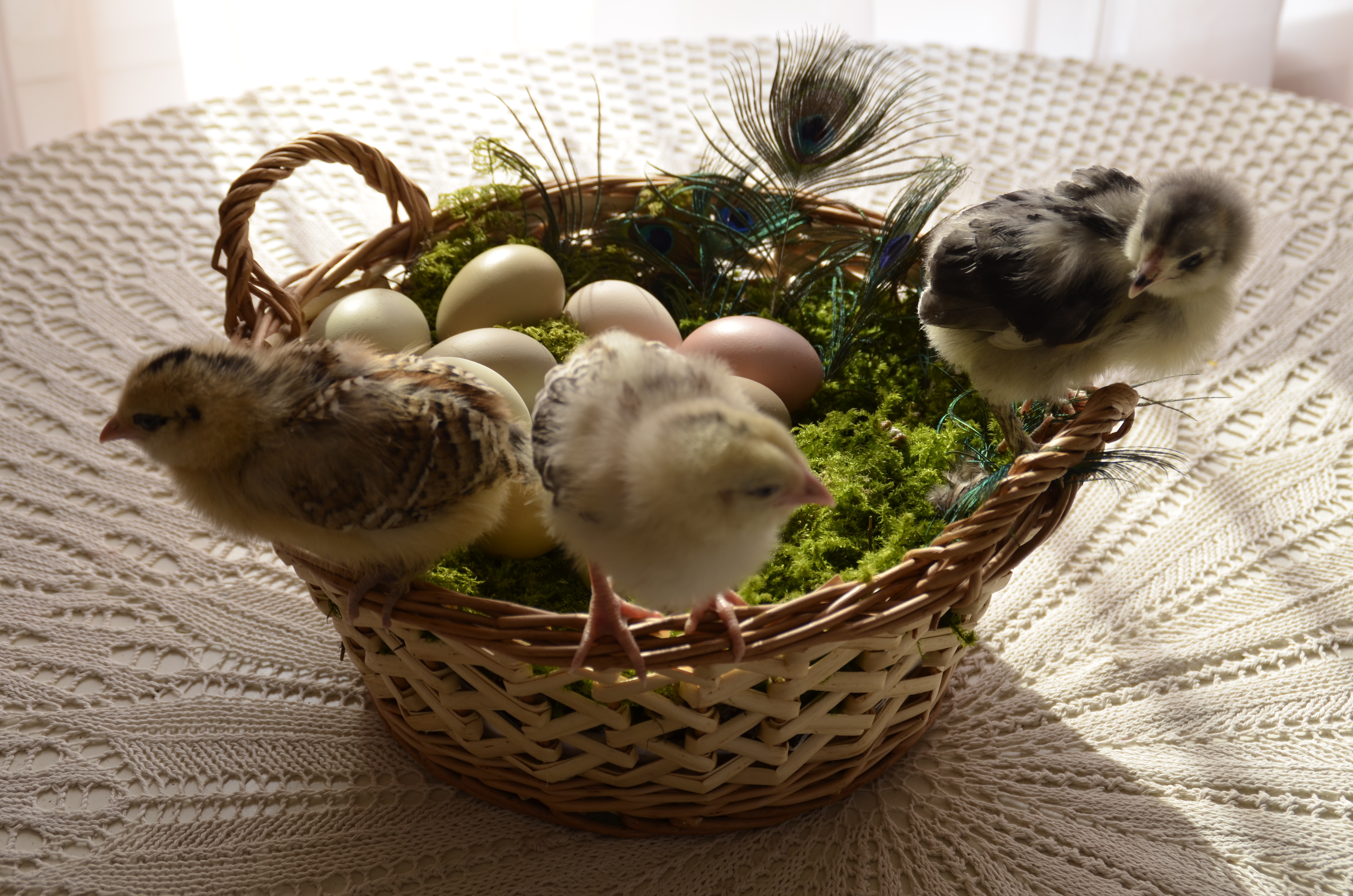 Easters