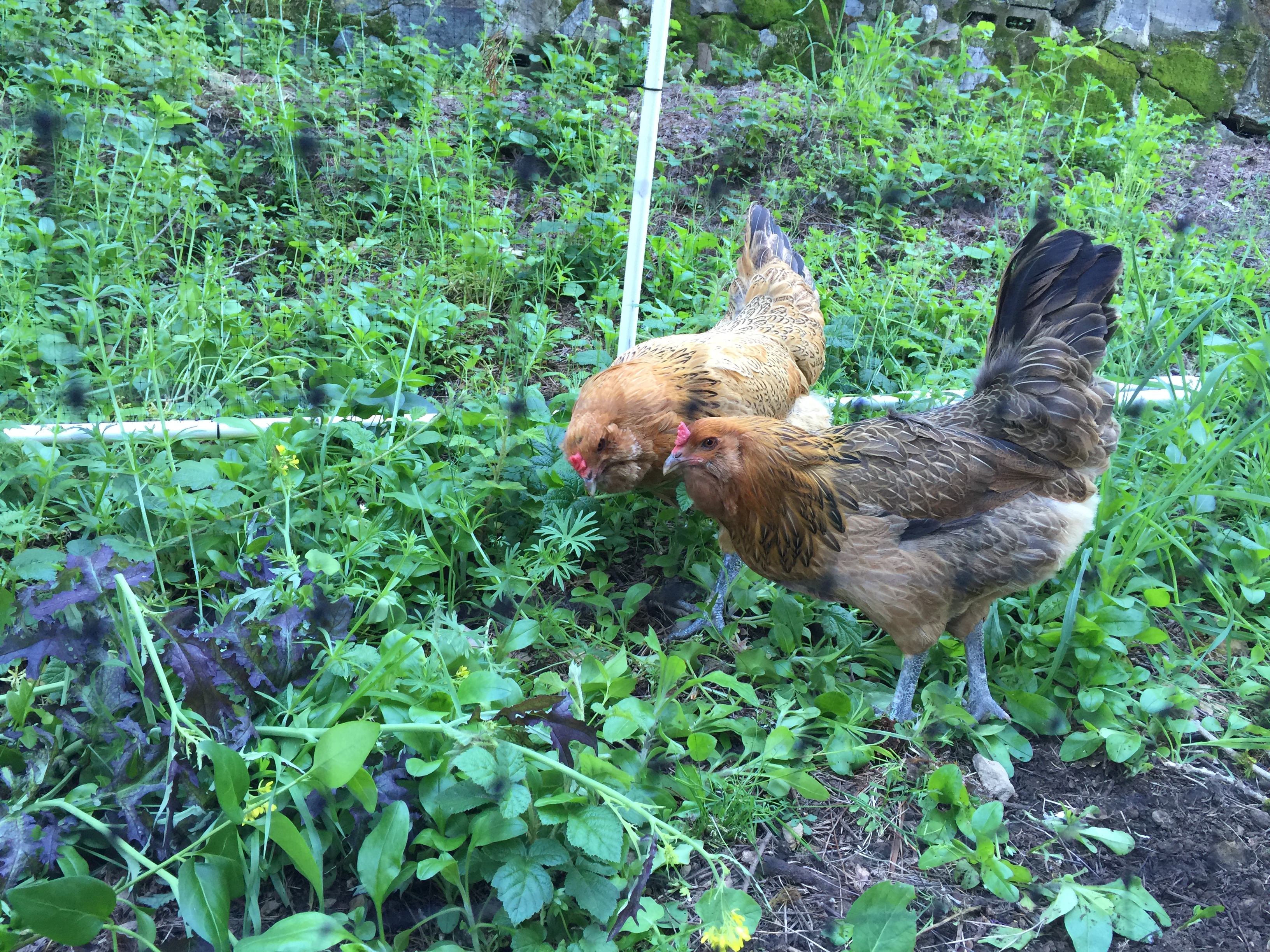 Easy to put over existing area needing weed eaters :)