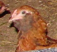 eater egger roo - 9 weeks