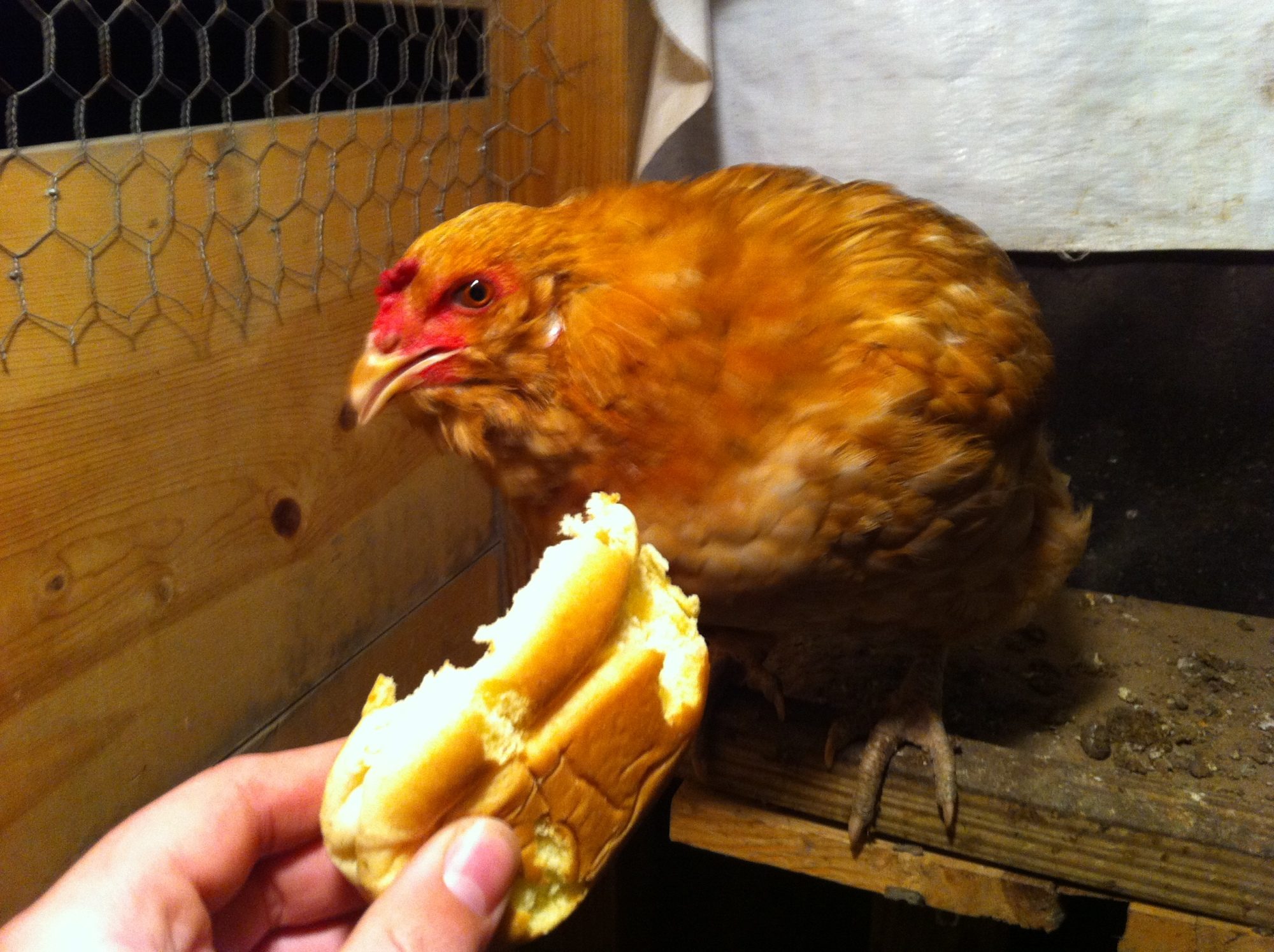 Eating a late night snack