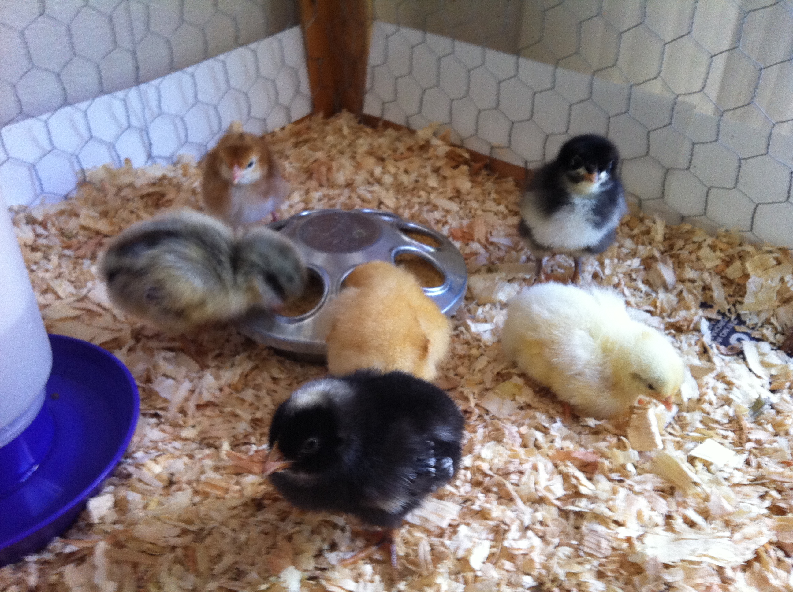 Eating and drinking in the brooder!