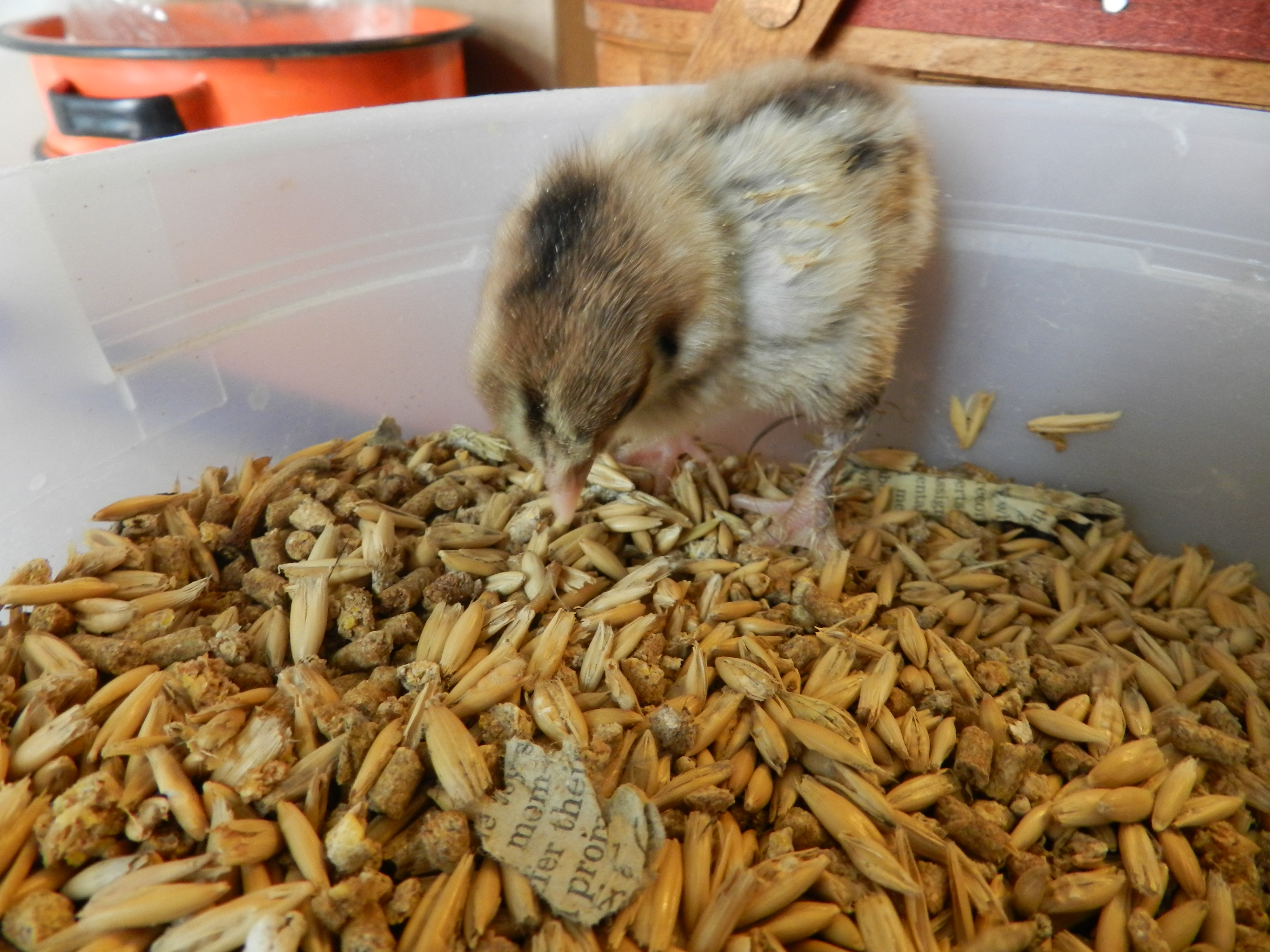 Eating da mealworms