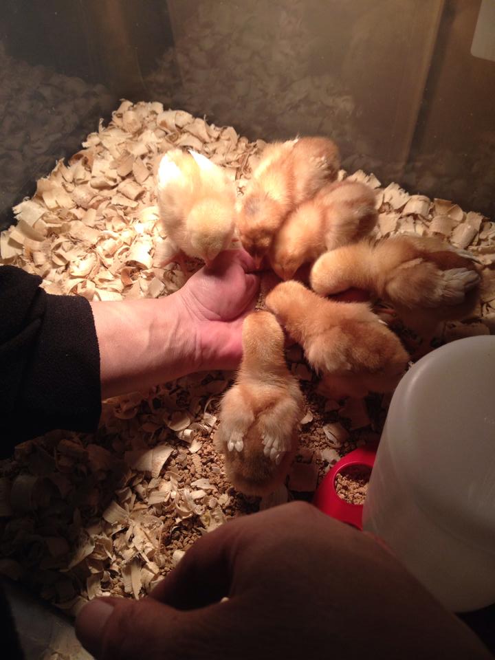 Eating from my moms hand