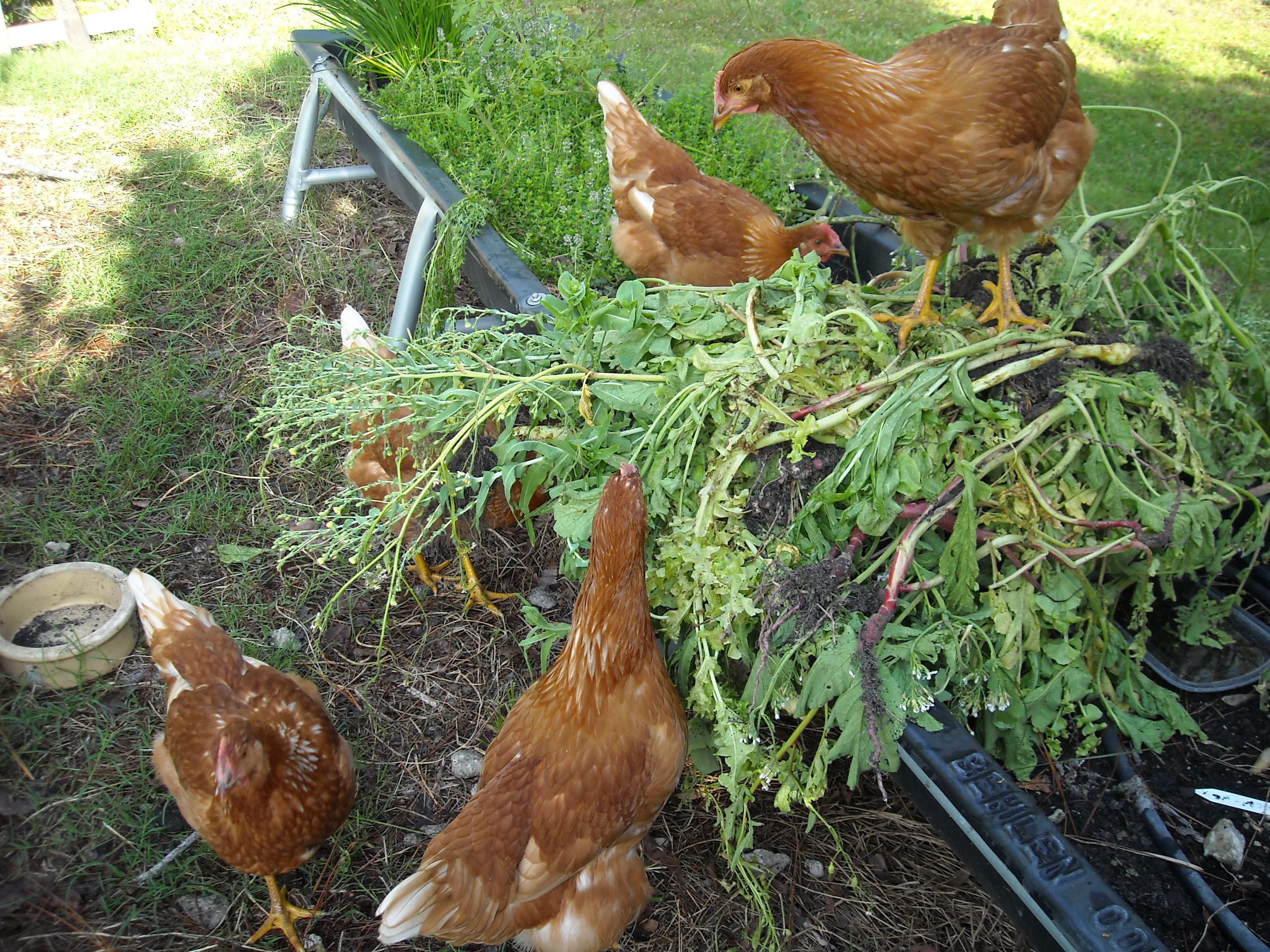 Eating seeding lettuce