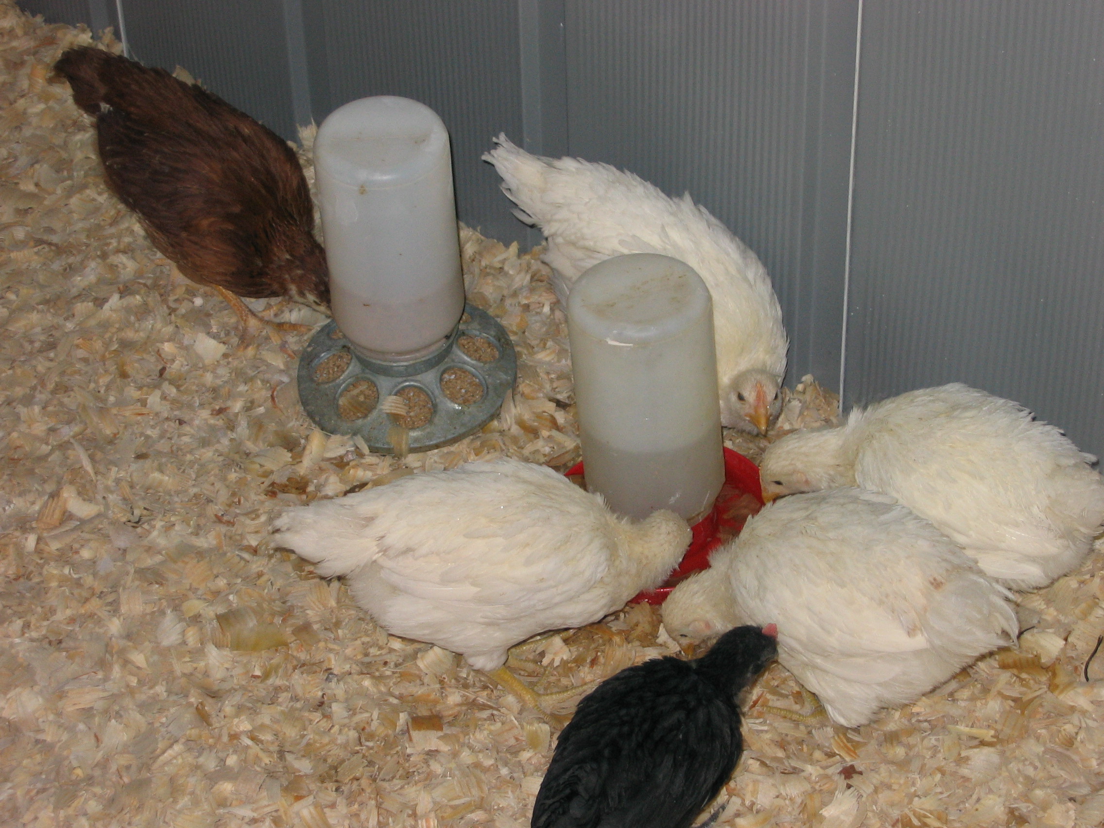 eating the first meal in the new home