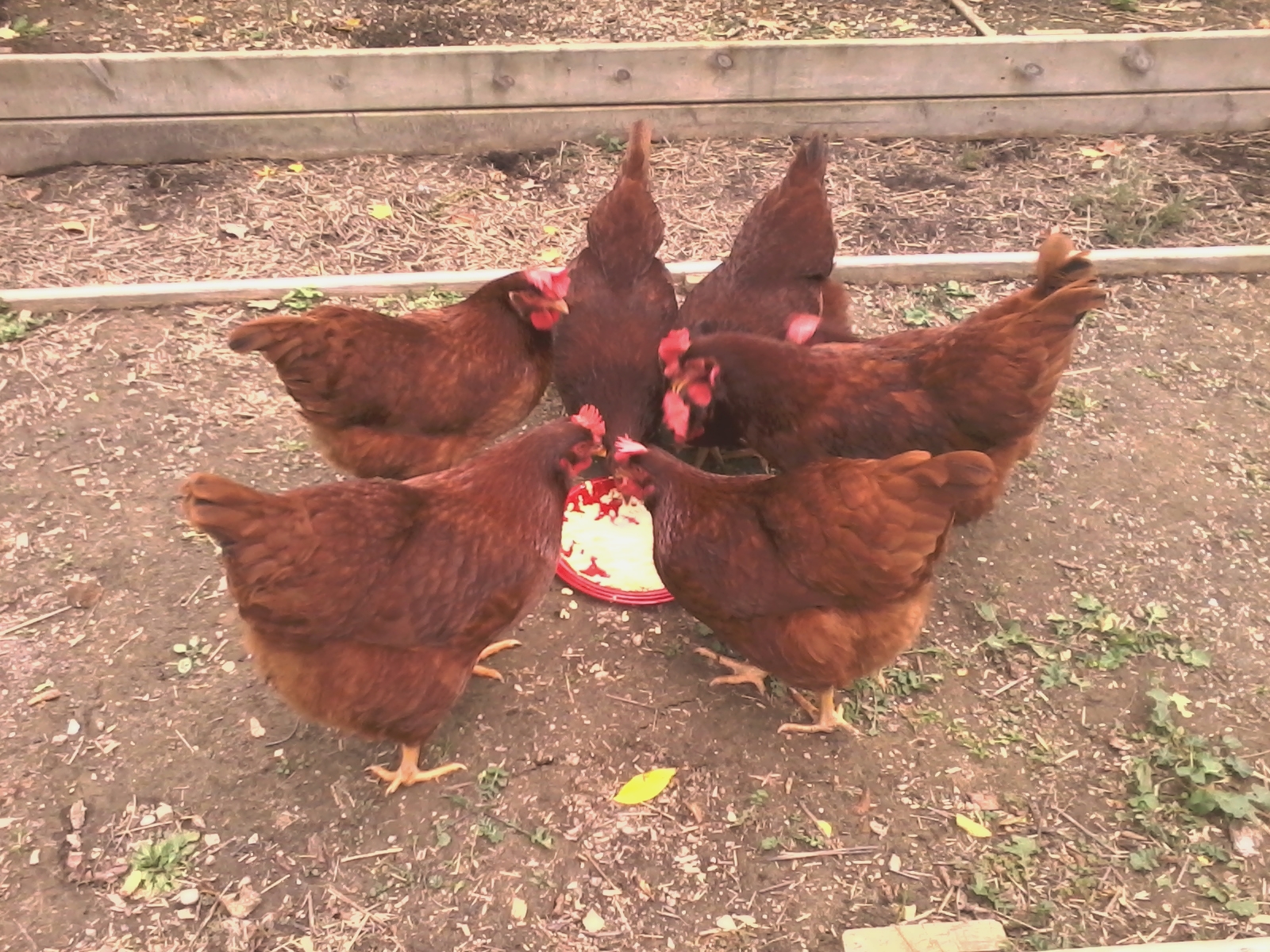 Eating the morning oatmeal.