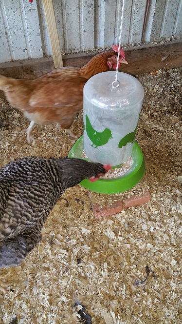 Eating untreated egg shells