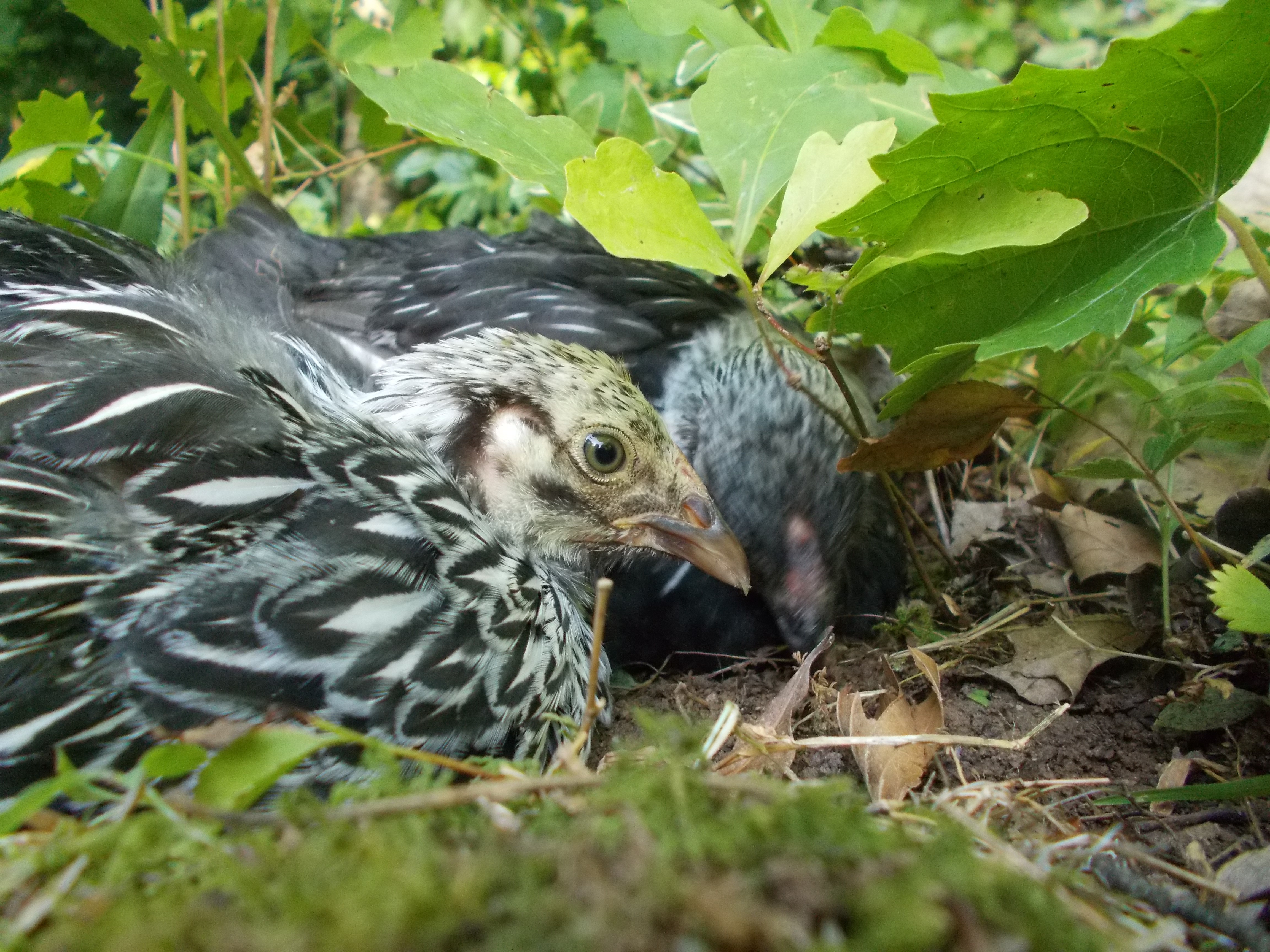 Ebony and Clyde my sweet Silver Laced Wyandottes