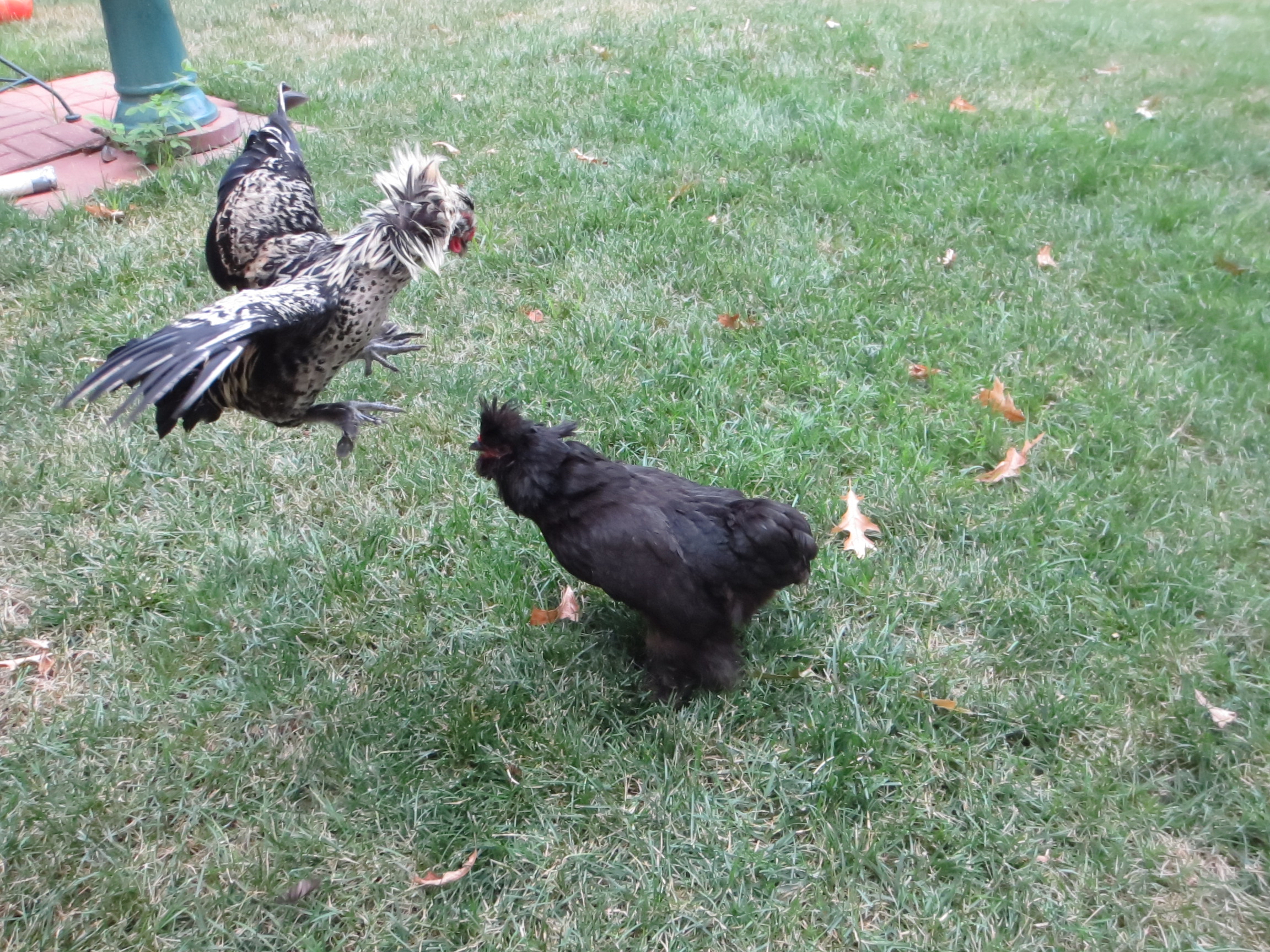 Ebony and Comet fighting
