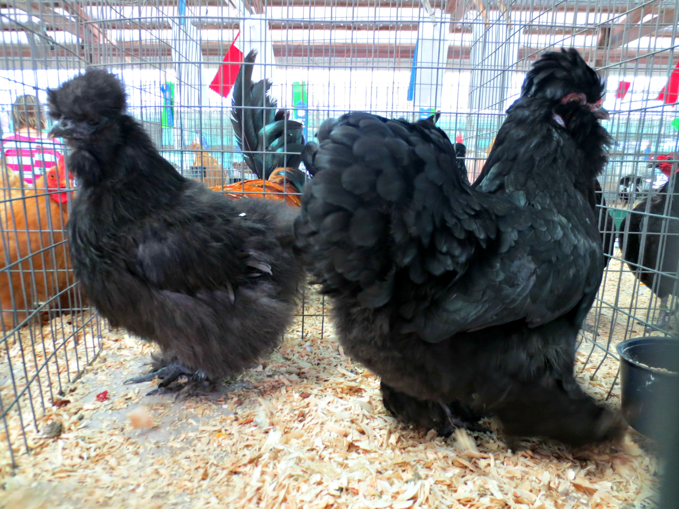 Ebony and Winter at the fair