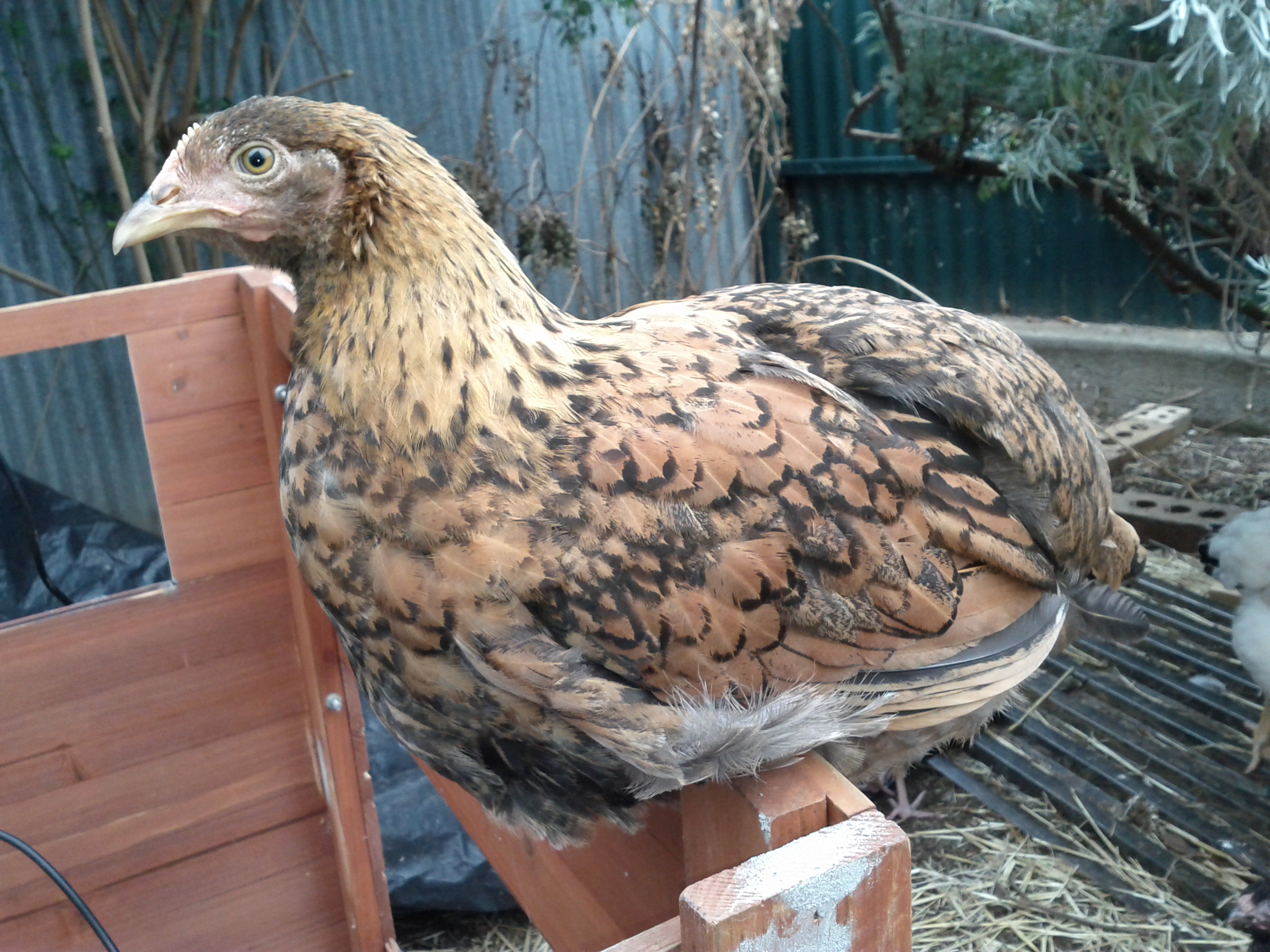 Ebony, another Wyandotte/Marans-X. As you can see, she has the broken effect of a Gold Laced Wyandotte's body but has a Maran's golden ruff. She has the single comb of the Marans as well. Ebony's more of a challenge in the taming department. Very stubborn and doesn't like being held much. I've had to go back to taking her out independantally of the others first thing in the morning and hand feed her her cheese treats whilst holding her and stroking her. Ebony can be such a grump at times! She gives me these deep throated complaints sometimes which makes me laugh. When I group feed the chooks their treats, she'll insist on trying to sneak in to snatch a treat and dash away without allowing me to stroke her. But, I've learnt how to position my other hand so she, usually, doesn't succeed. The others have got used to it and I just lightly stroke them whilst they peck from my hand. I think that Ebony thinks it's some sort of game or challenge. Punky was like that too, but after returning to one-on-one feeding, she decided not to bother!
