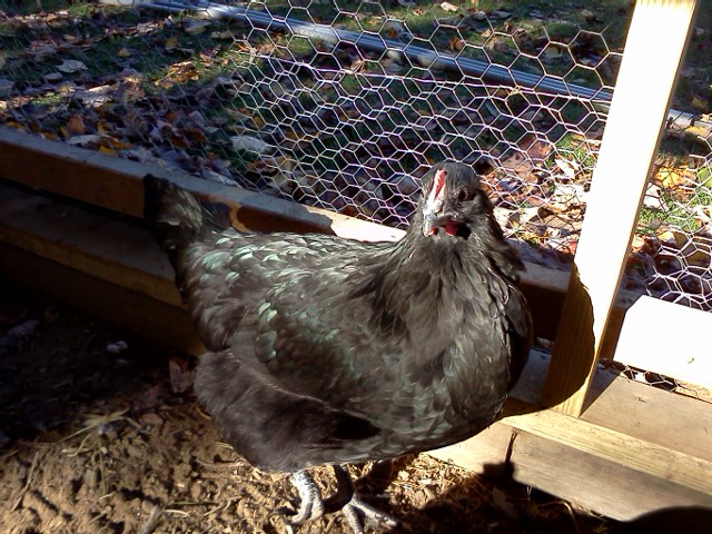 Ebony (Black Australorp)