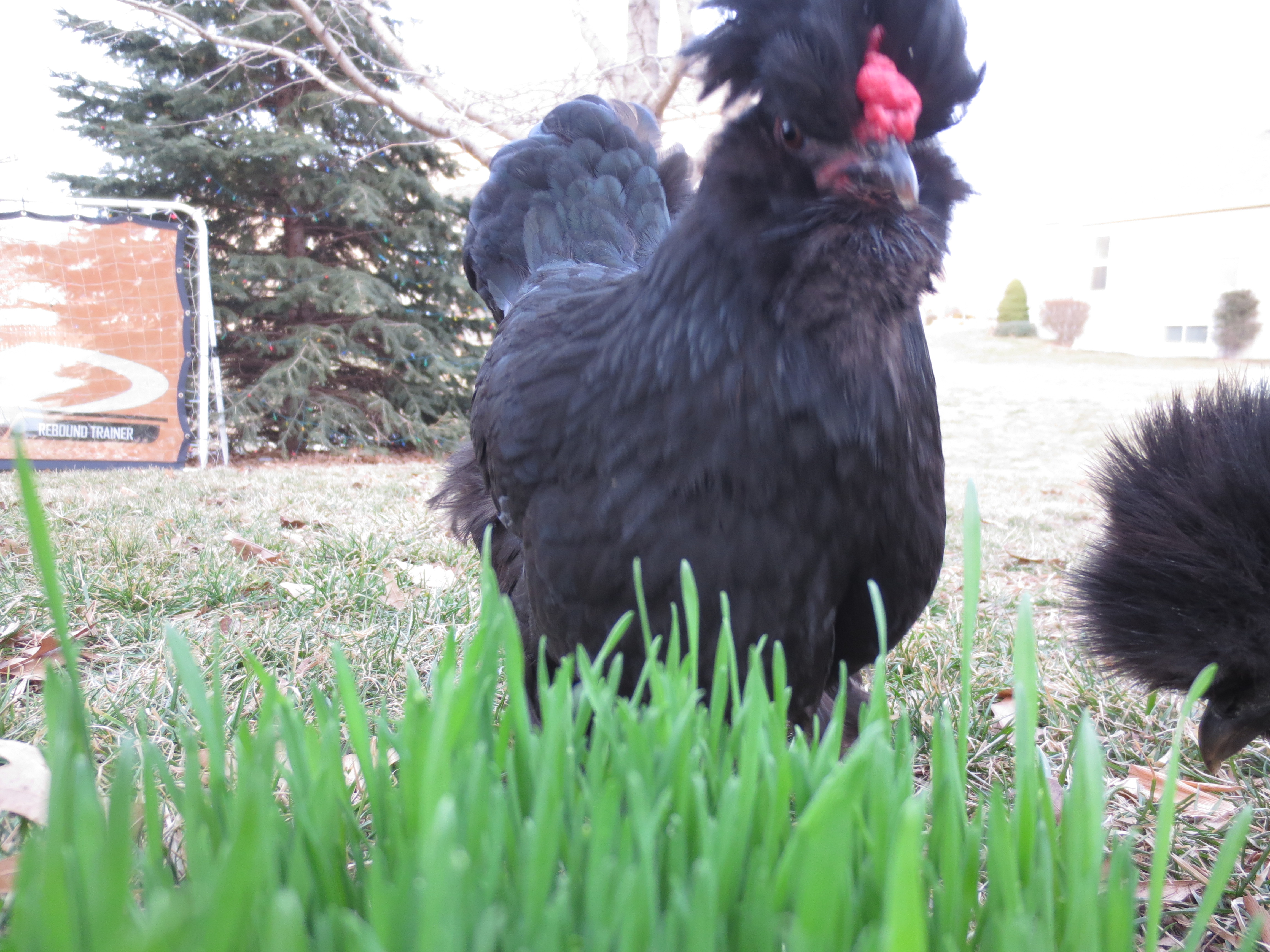 Ebony eating fodder.