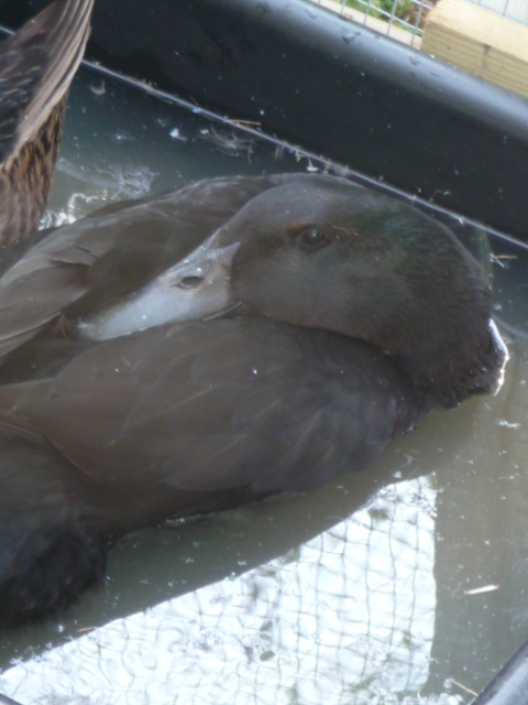 Ebony is my baby. I was really hoping Ebby would be a duck, but
it looks very much as though he is a Drake.  I still hold out a glimmer
of hope, as quiet as Ebby is,  it still sounds duckish as opposed to drakish.
Only time and possible eggs will tell.