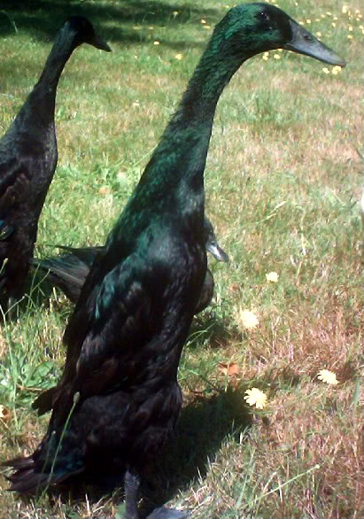 Ebony my Indian Runner Drake