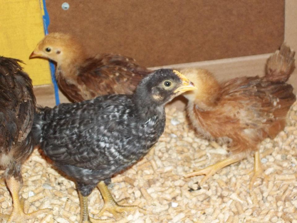 Ebony, Ruby, Moose and Sophie