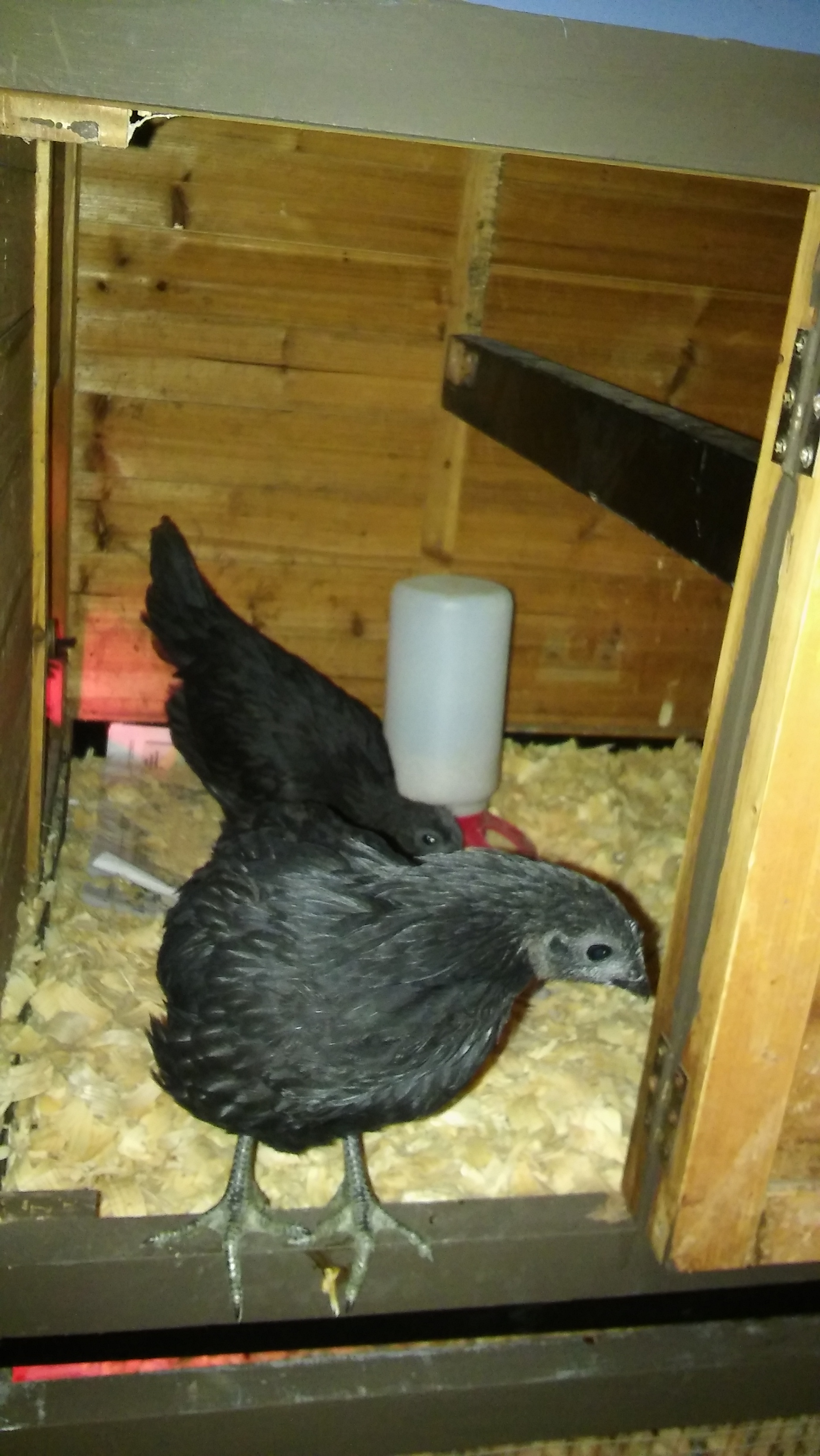 Echo- 8 weeks, pullet