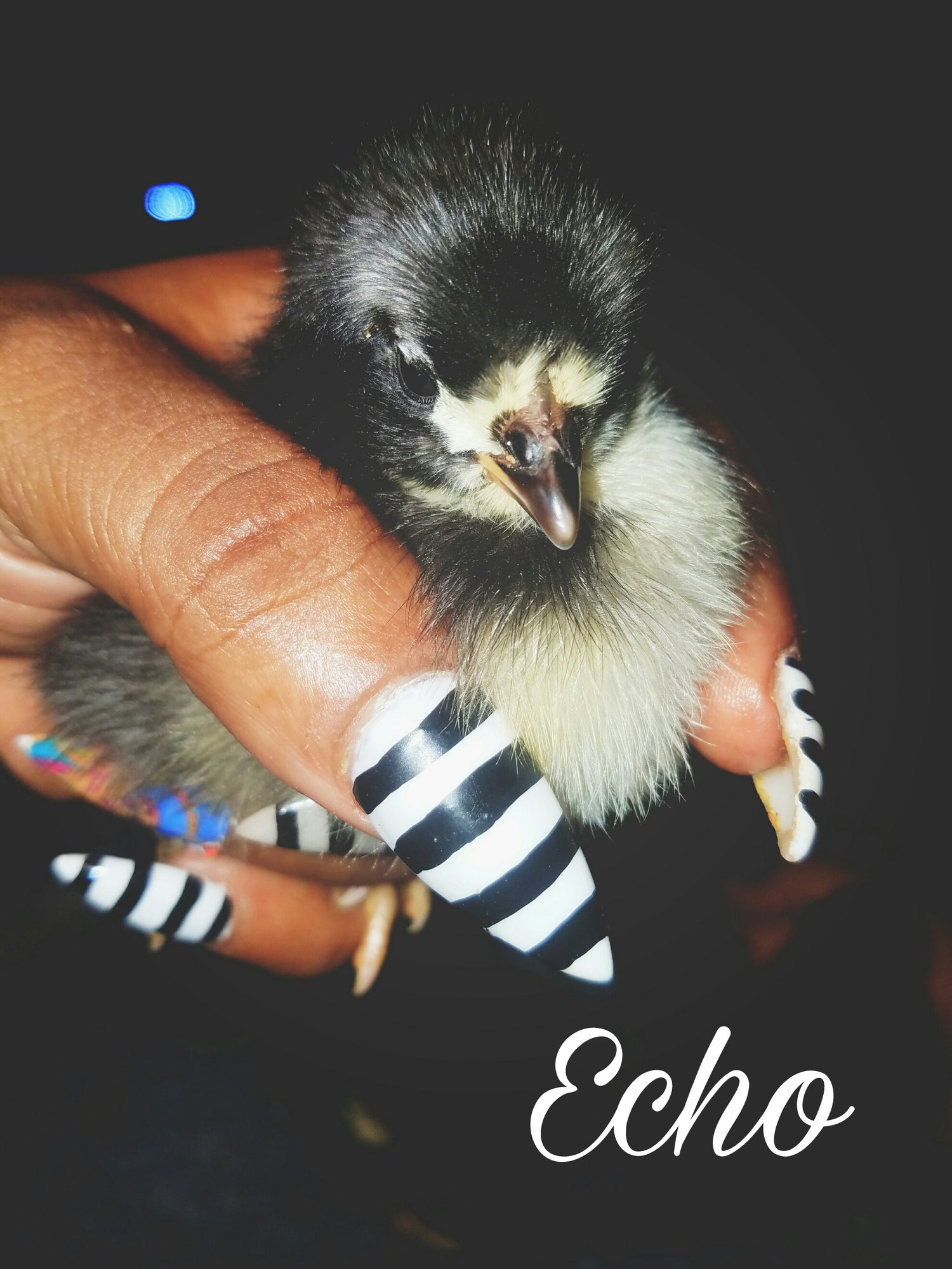 Echo