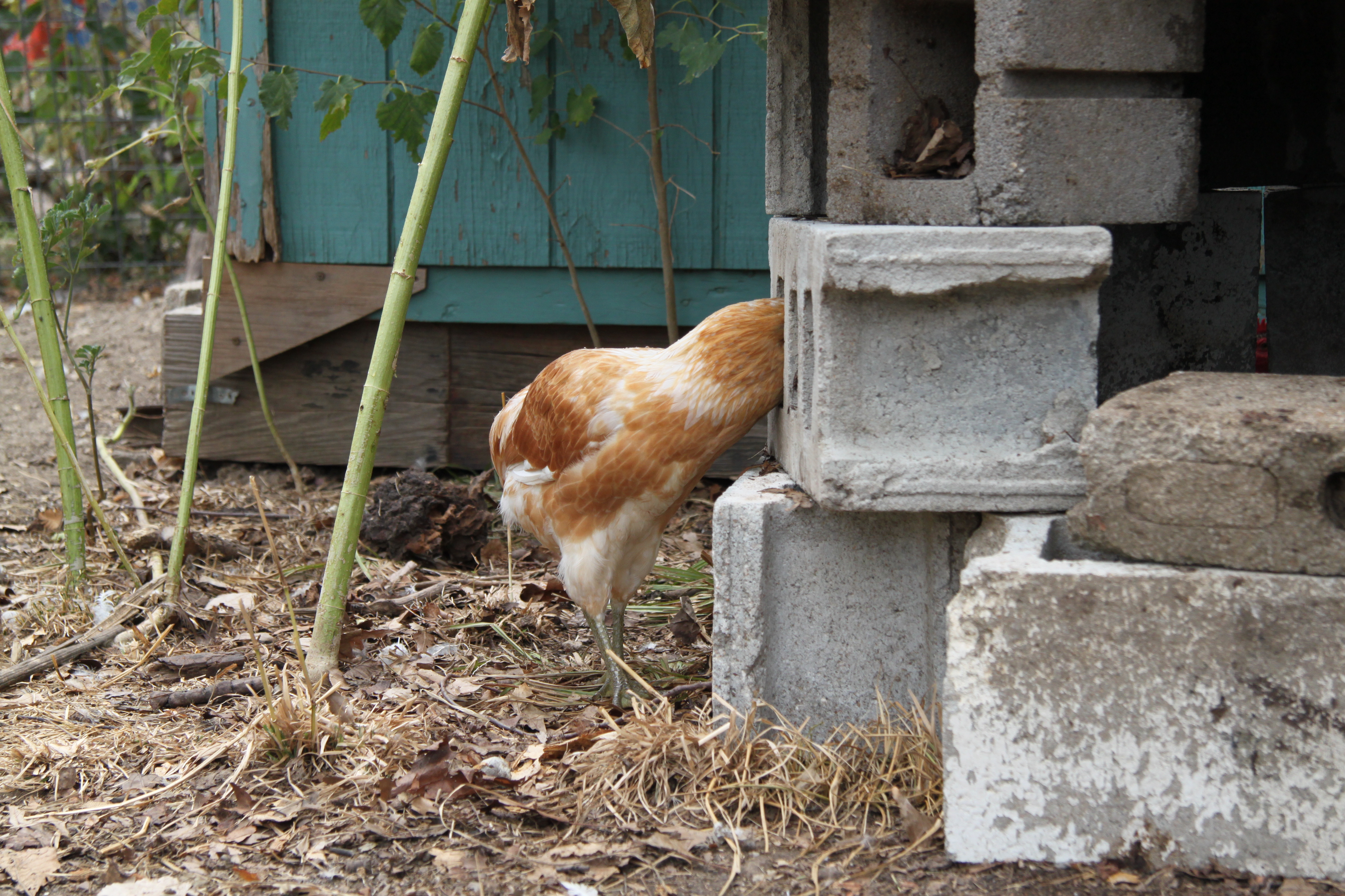 Eclair checking out the cool box.