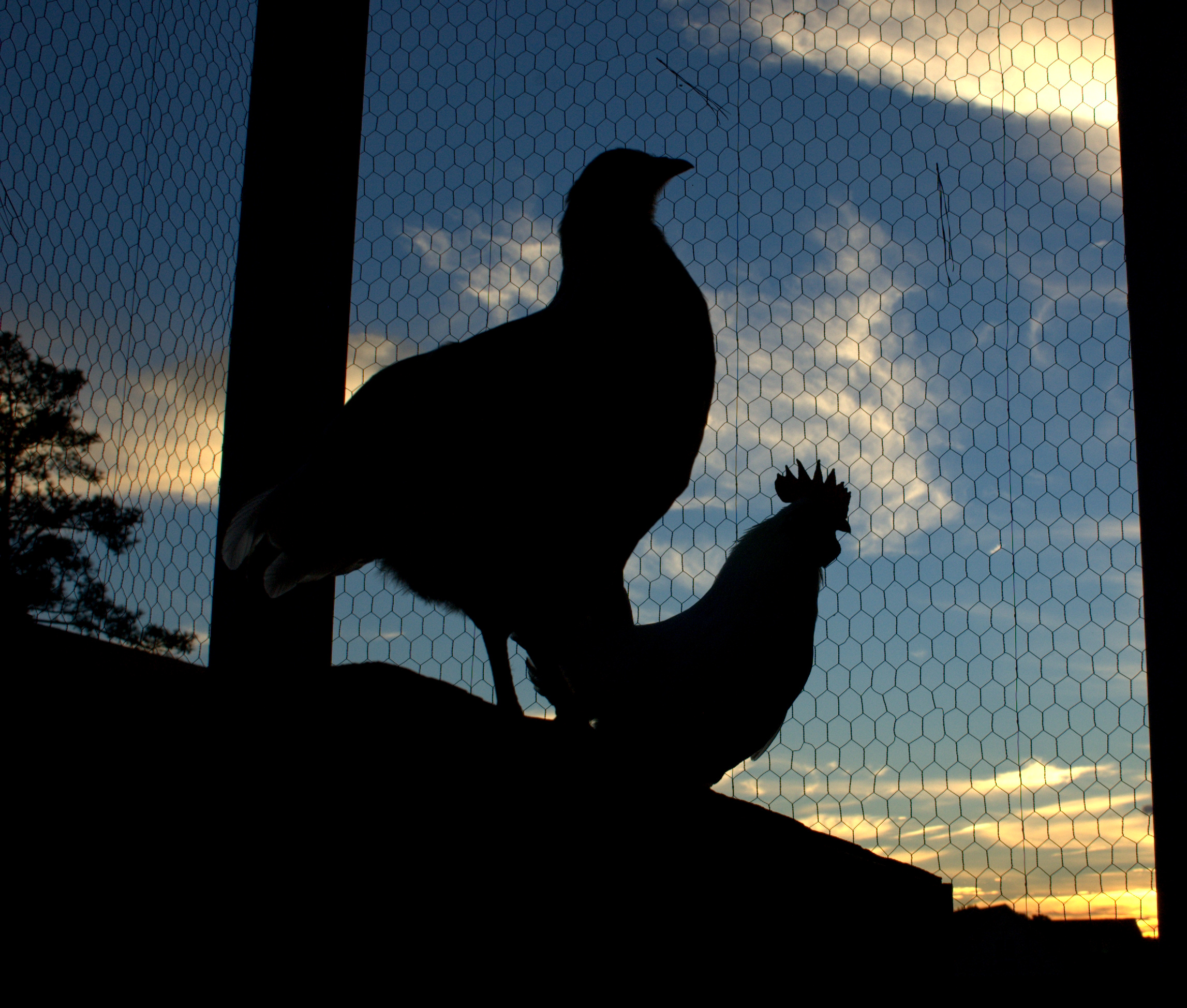 Ed and Cadbury silhouette