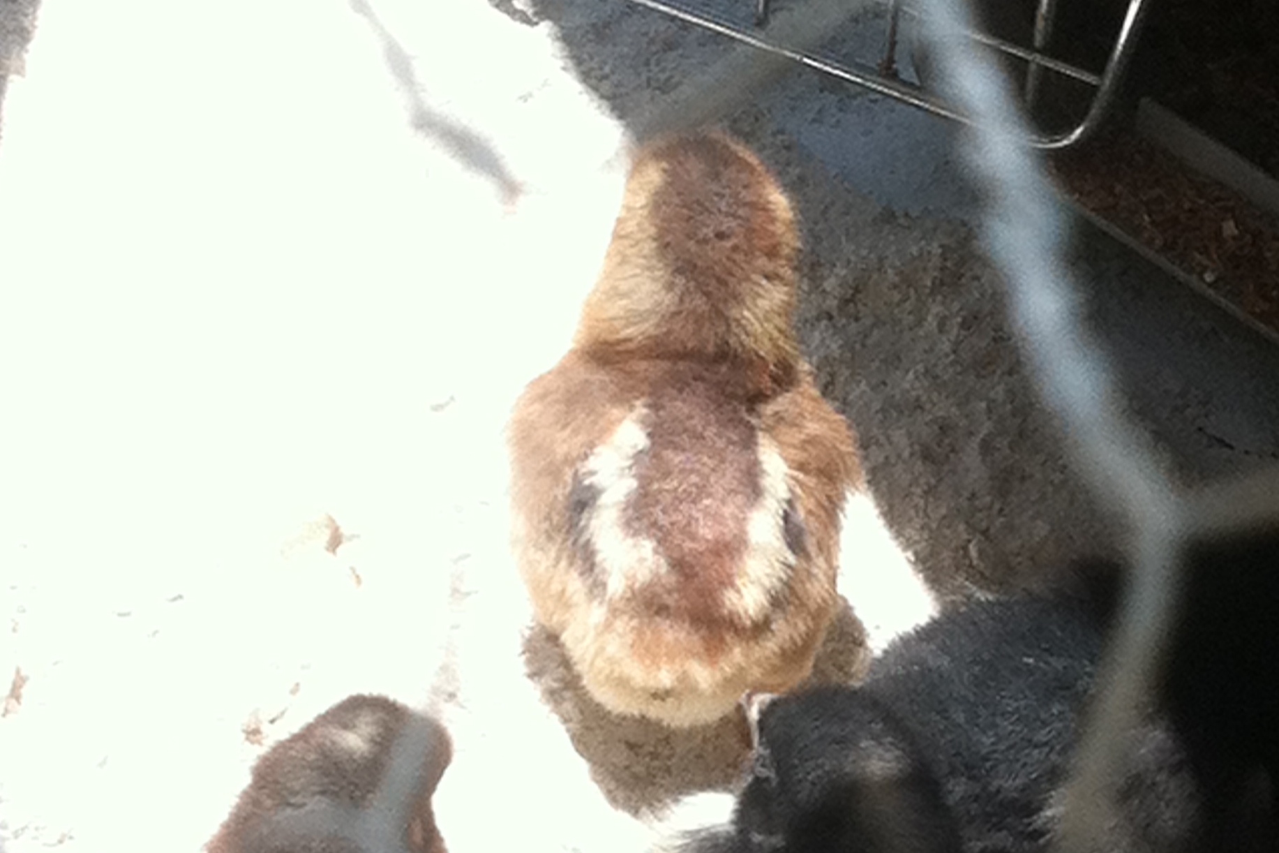 Ed as a chick
e+/e+ b/b
Father to all the F1s