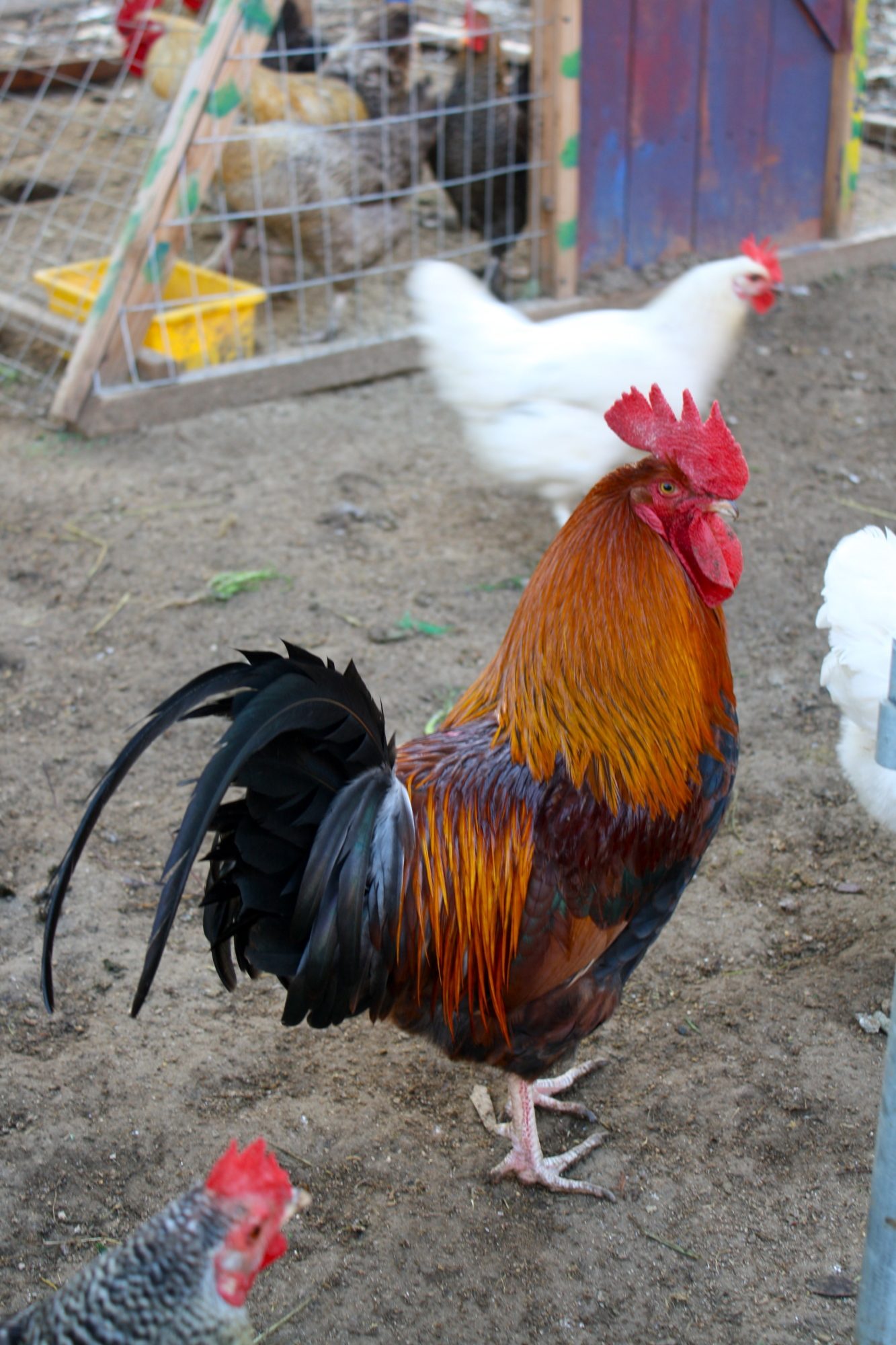 Ed
e+/e+ b/b
Father to all the F1s