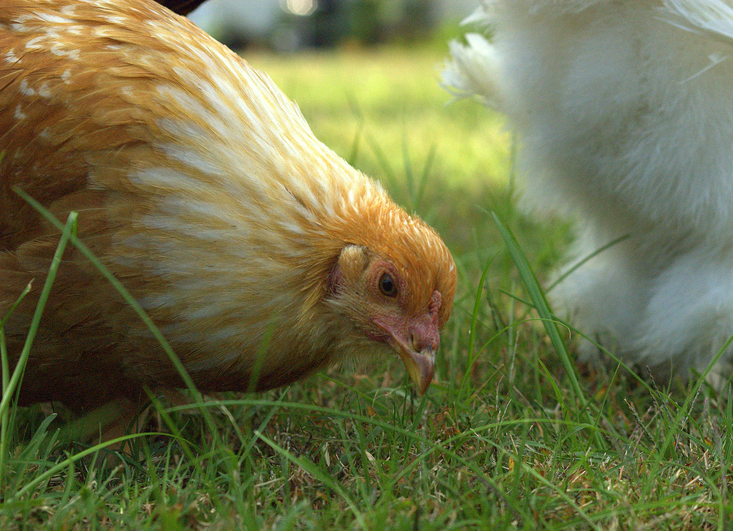 Ed-Pecking
