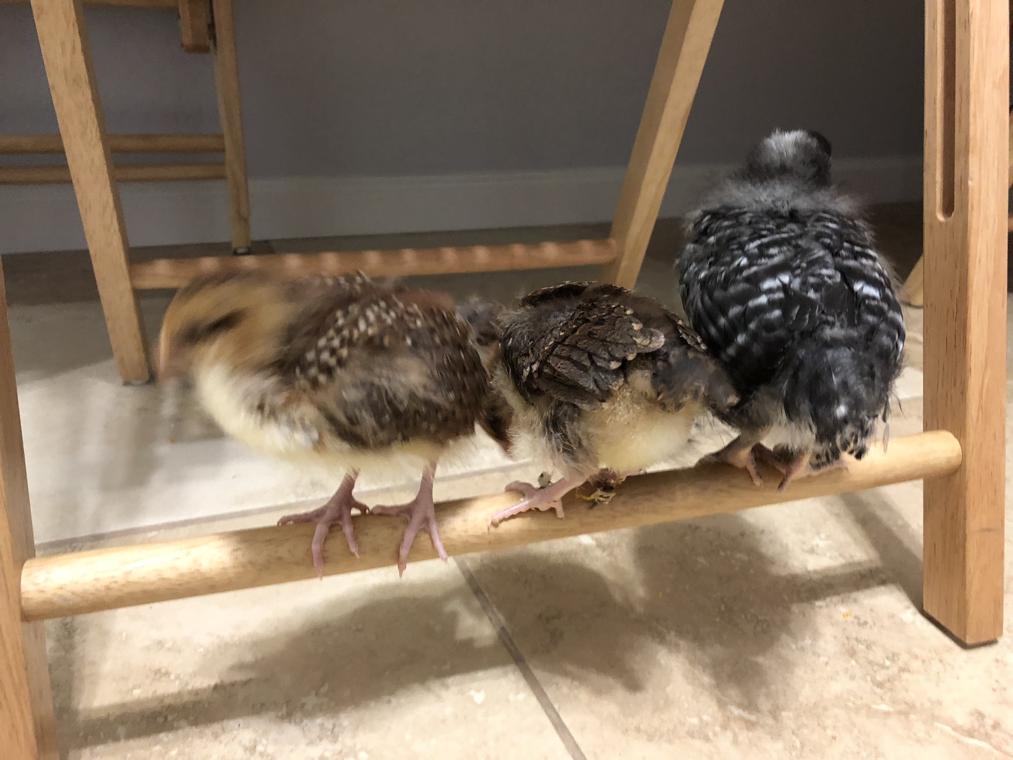 EDB7D775-F3D1-446A-9865-97160528E4DA