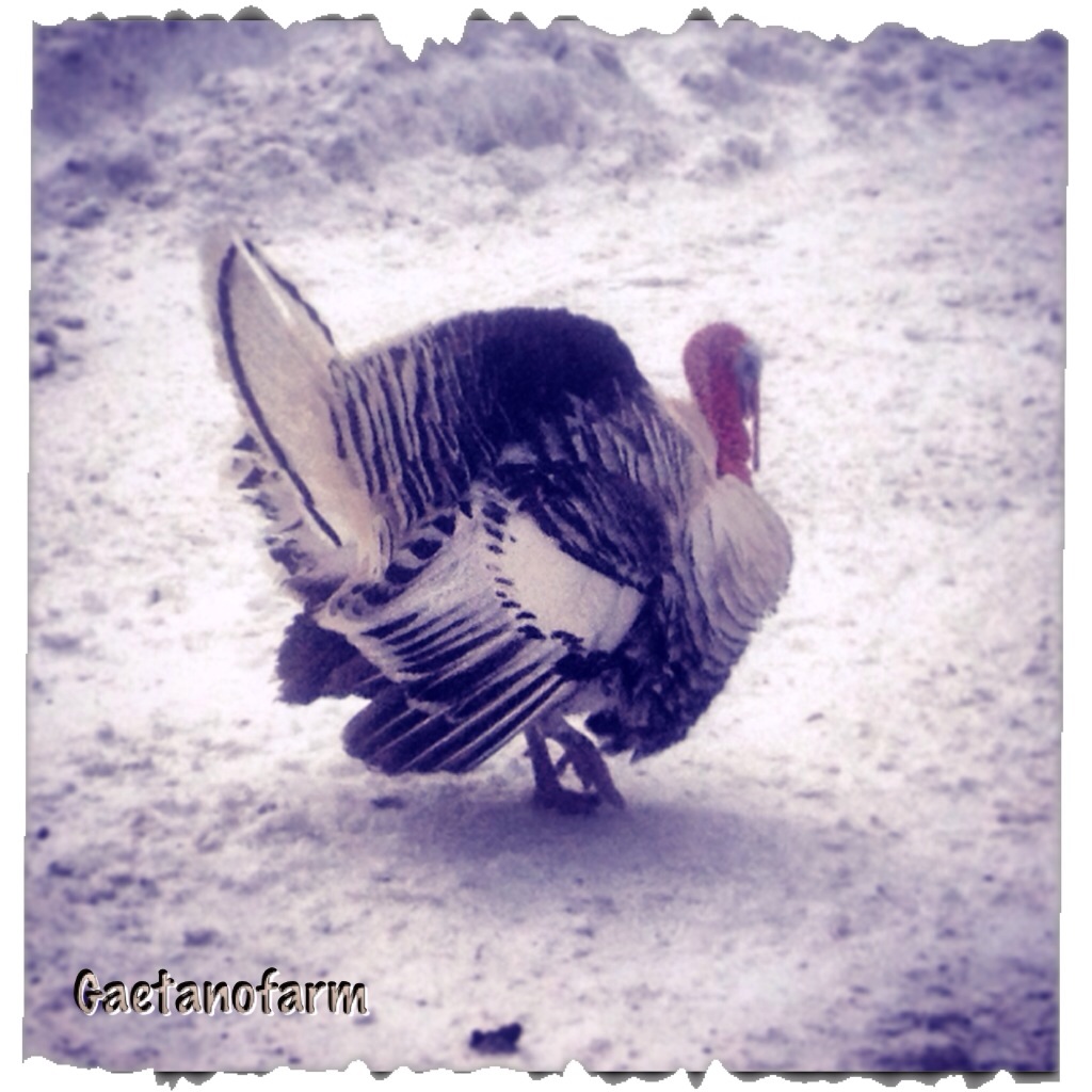 Eddie the turkey during 2/9/13 Snowstorm