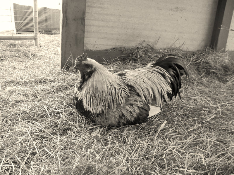 Eddy in black and white :)