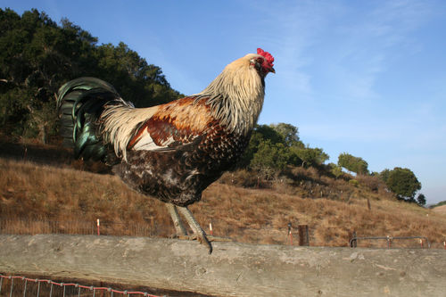 Eddy on the fence :)